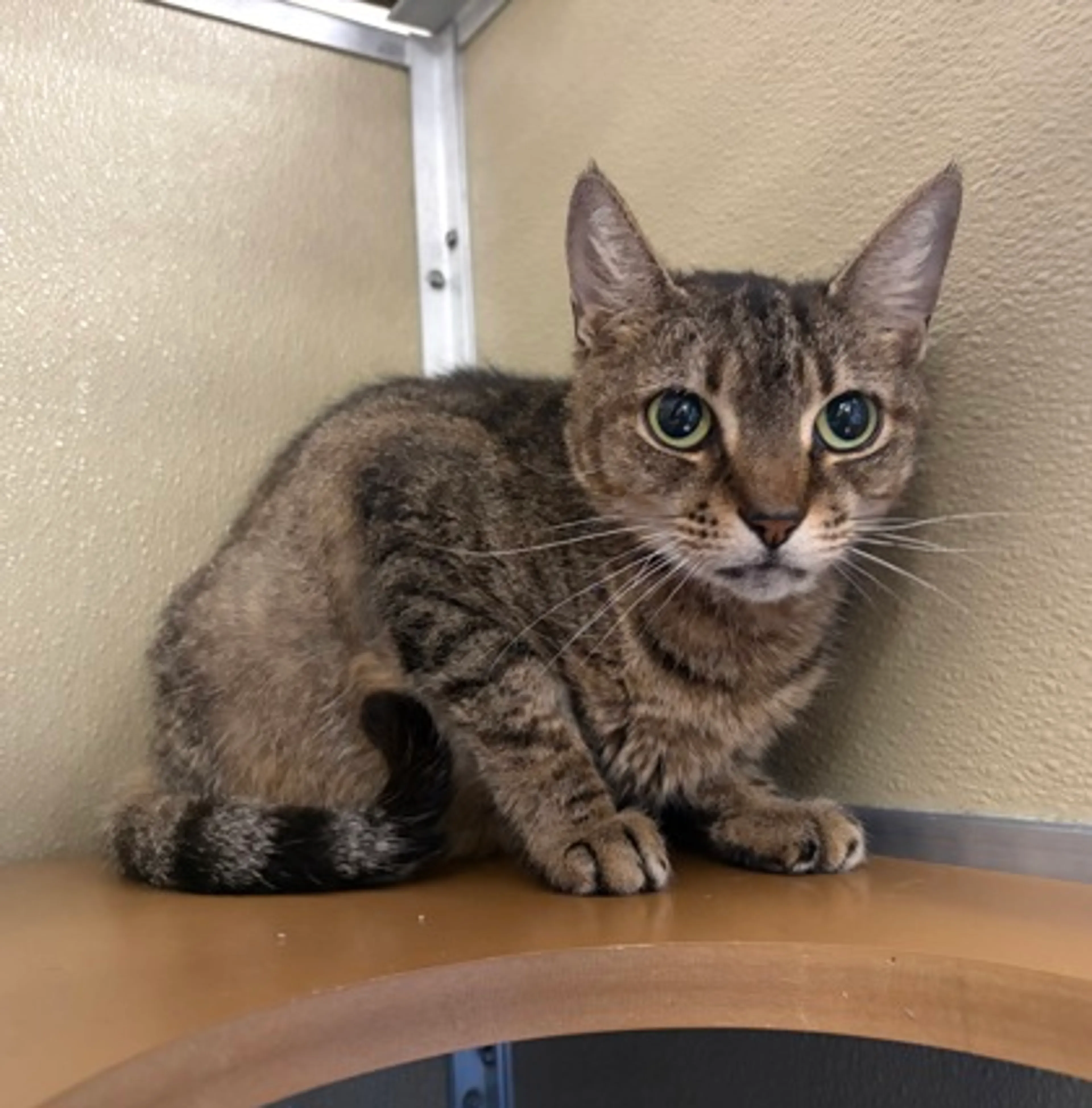 Found pet-1