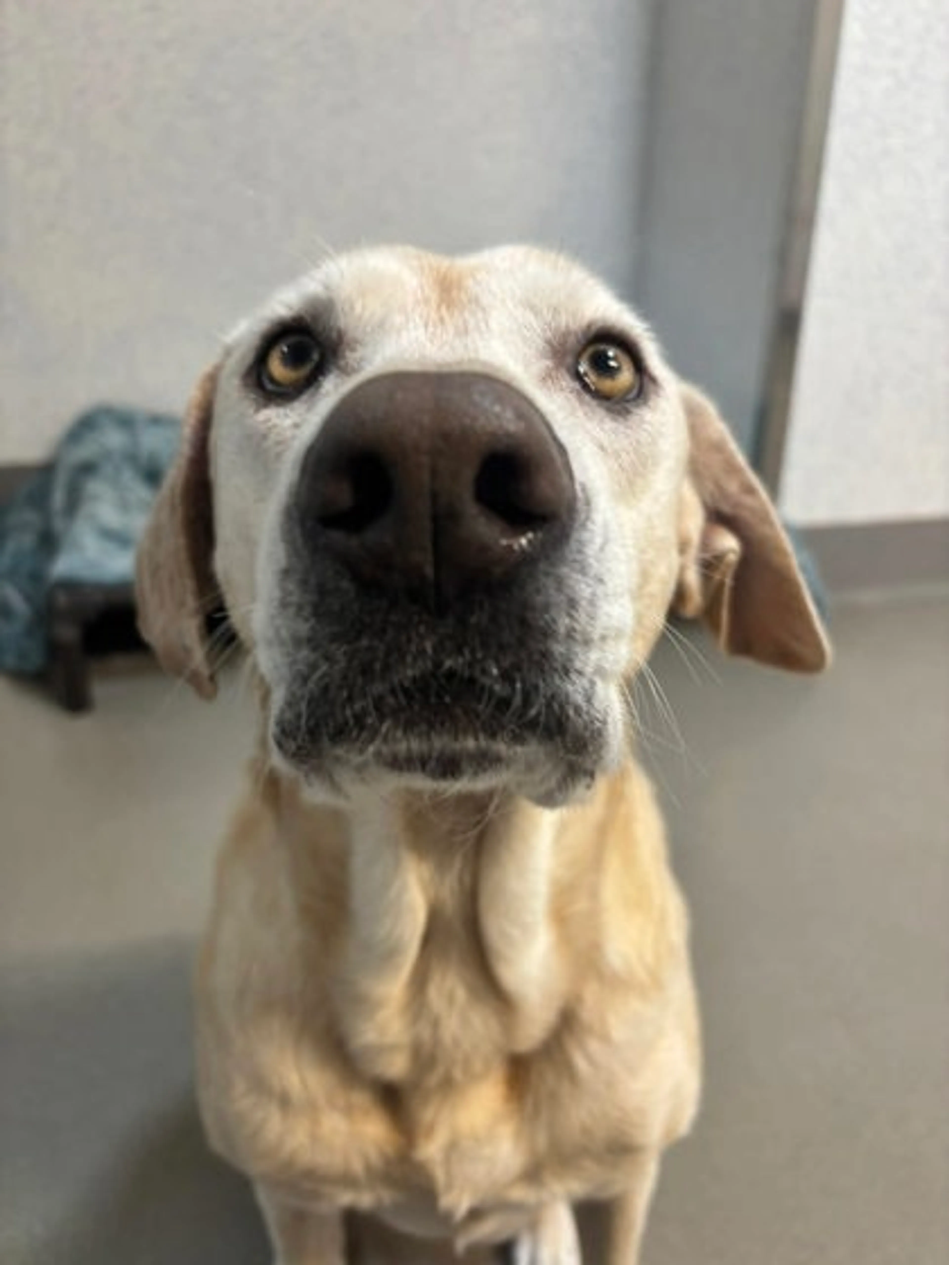 Found pet-2