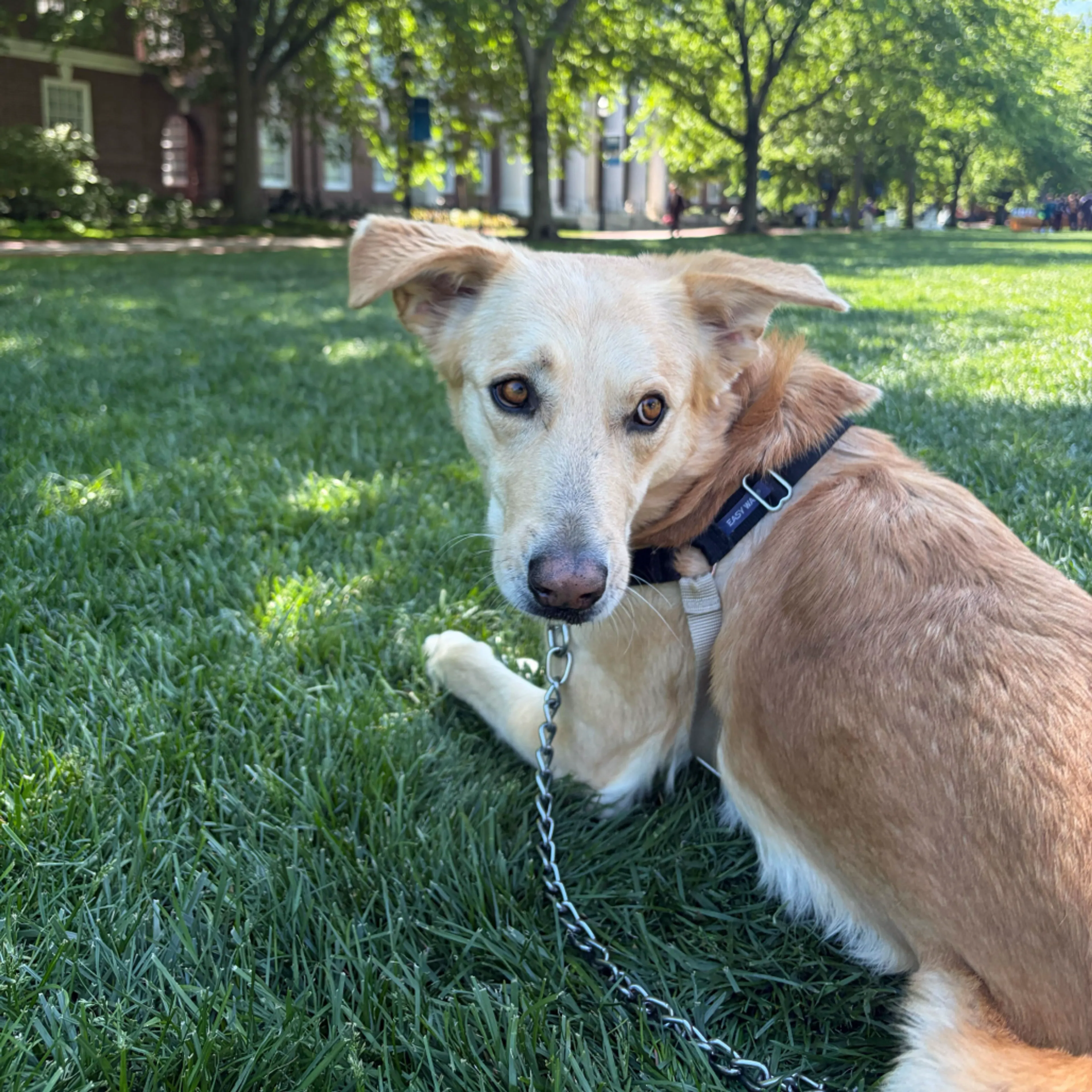 Found pet-17