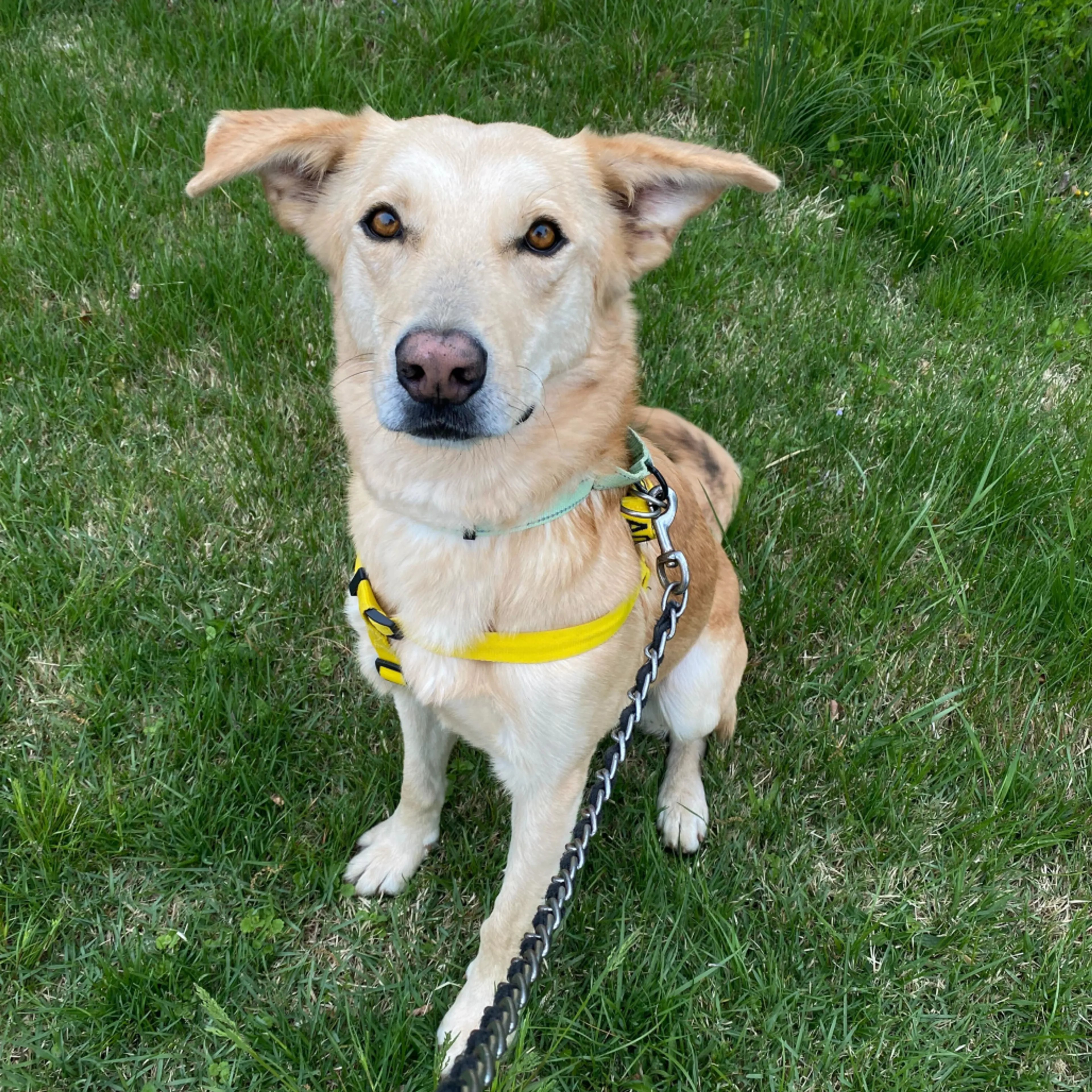 Found pet-27