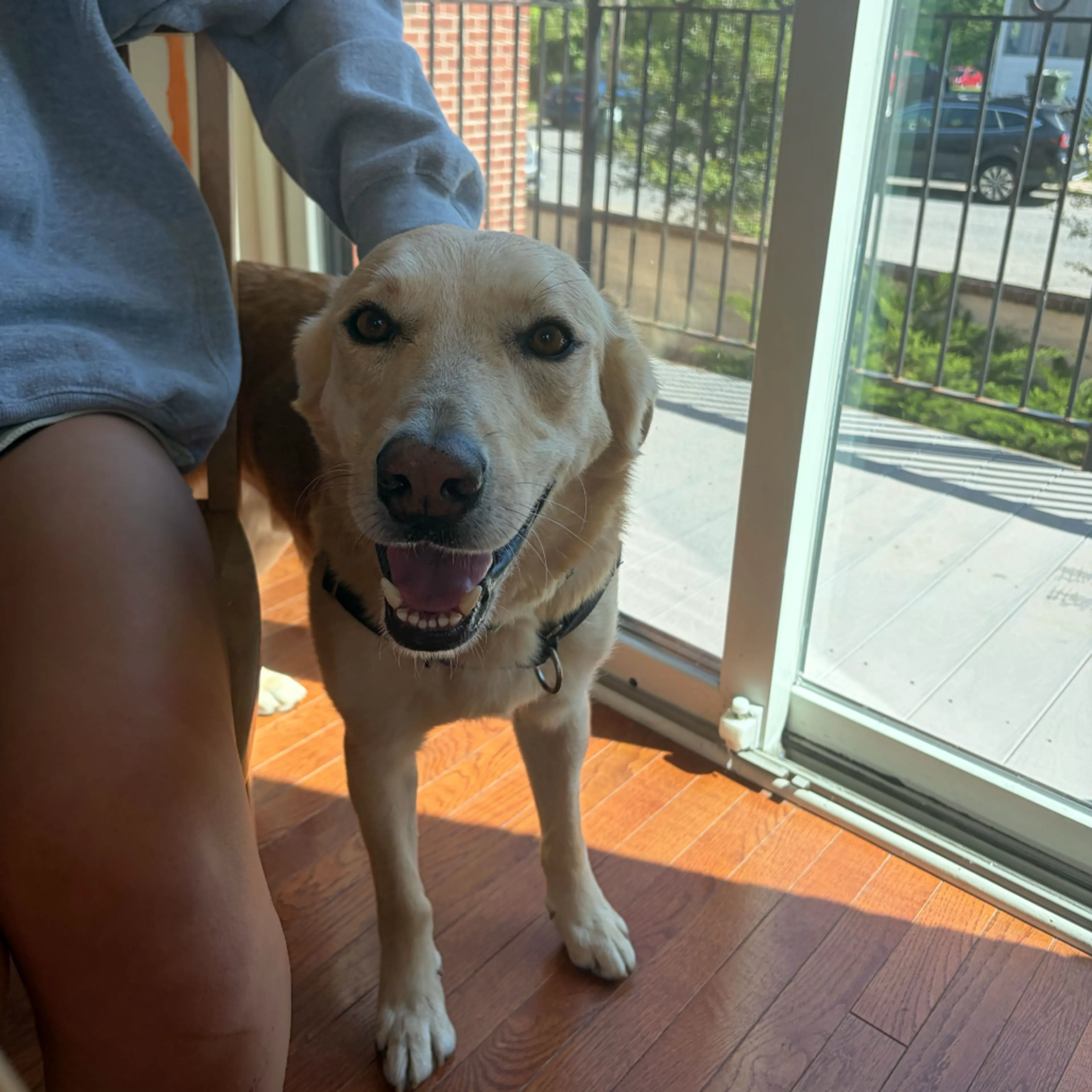 Found pet-16