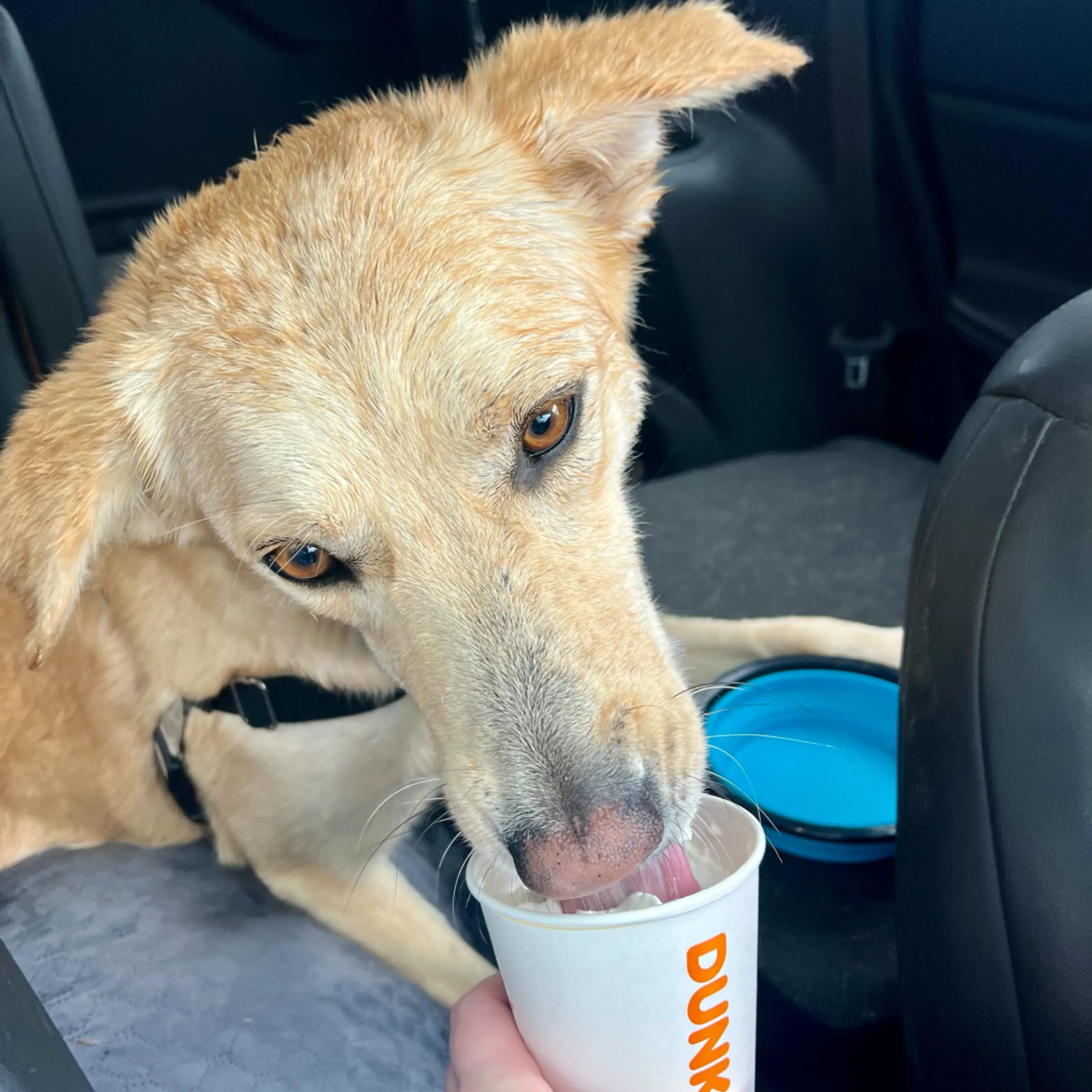 Found pet-21