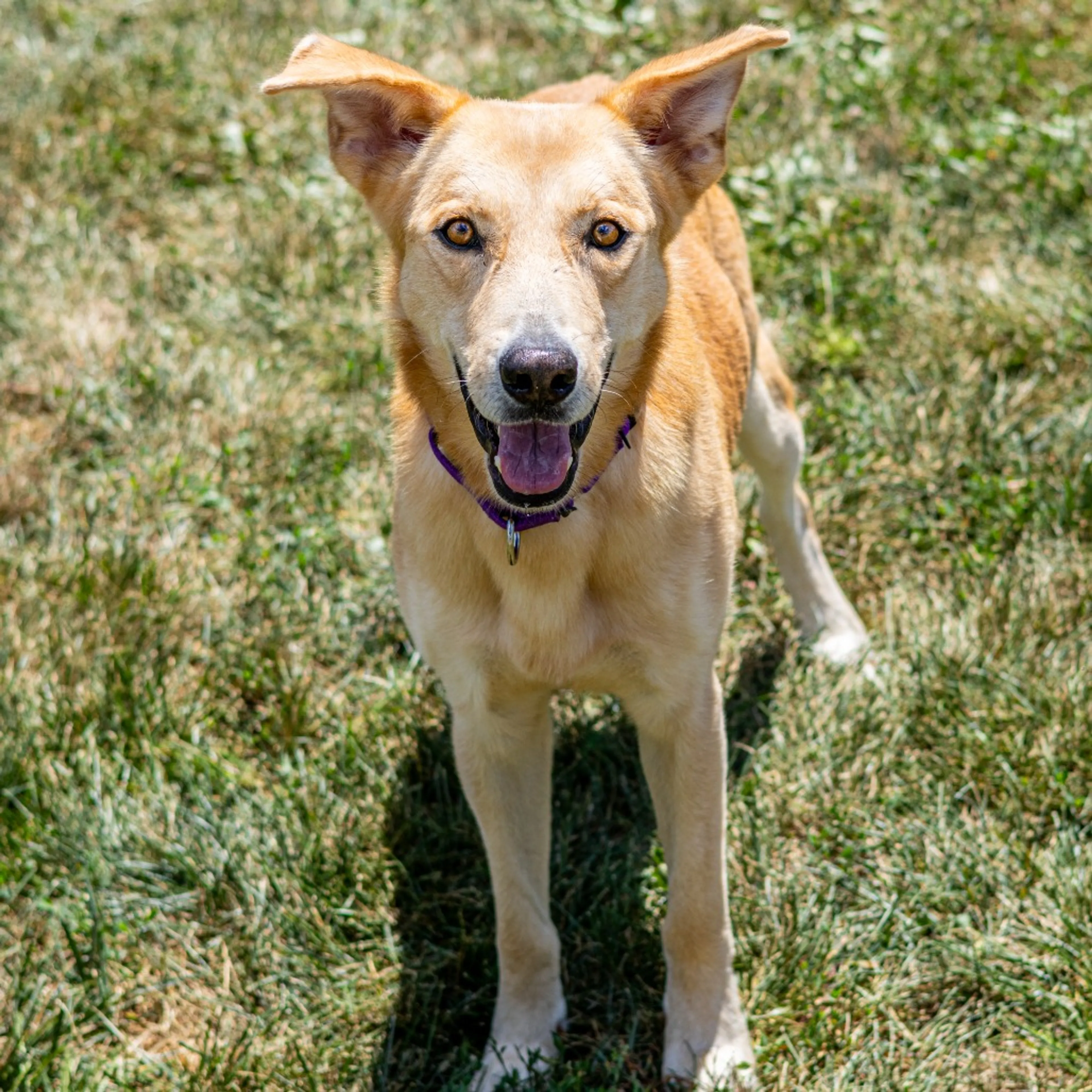 Found pet-4