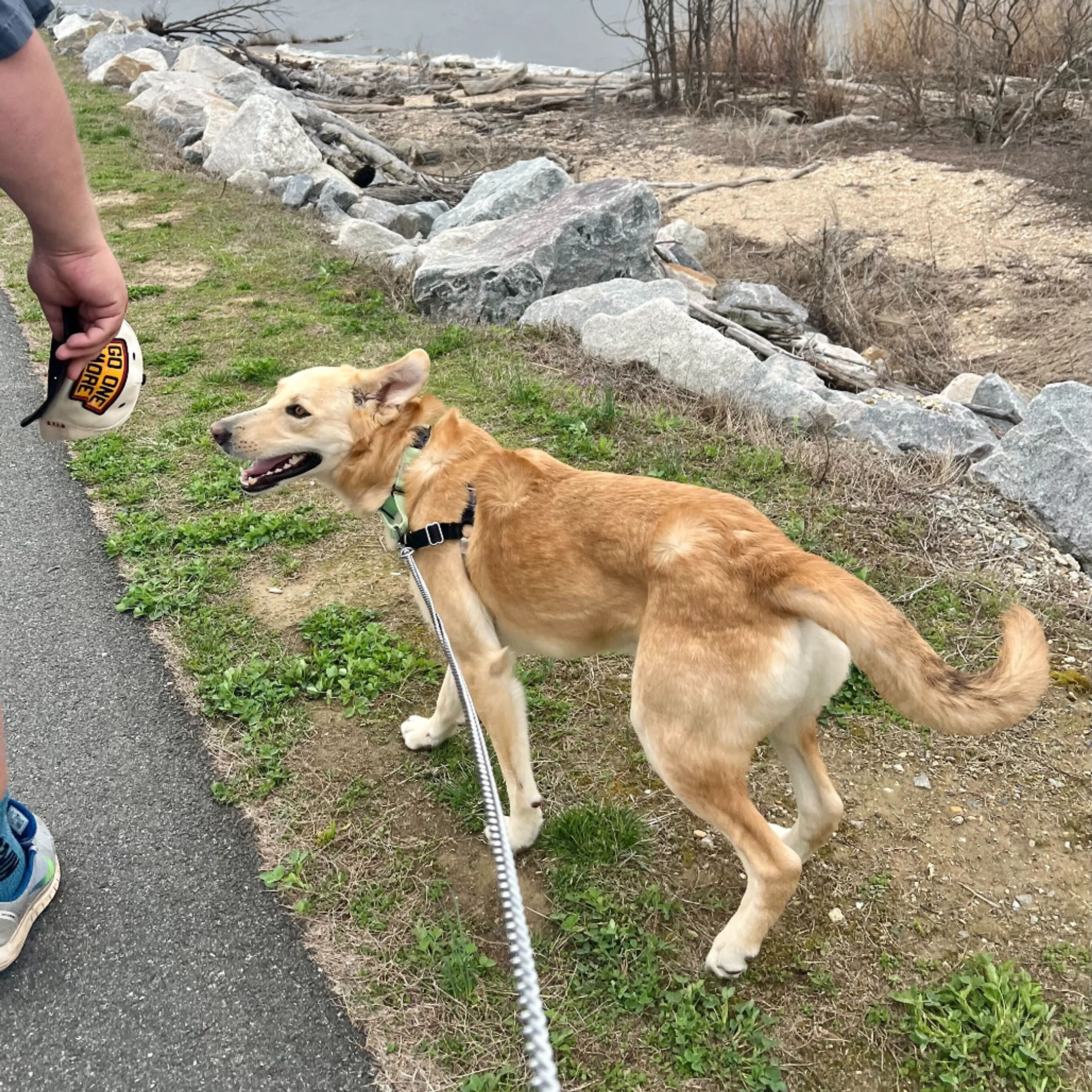 Found pet-24