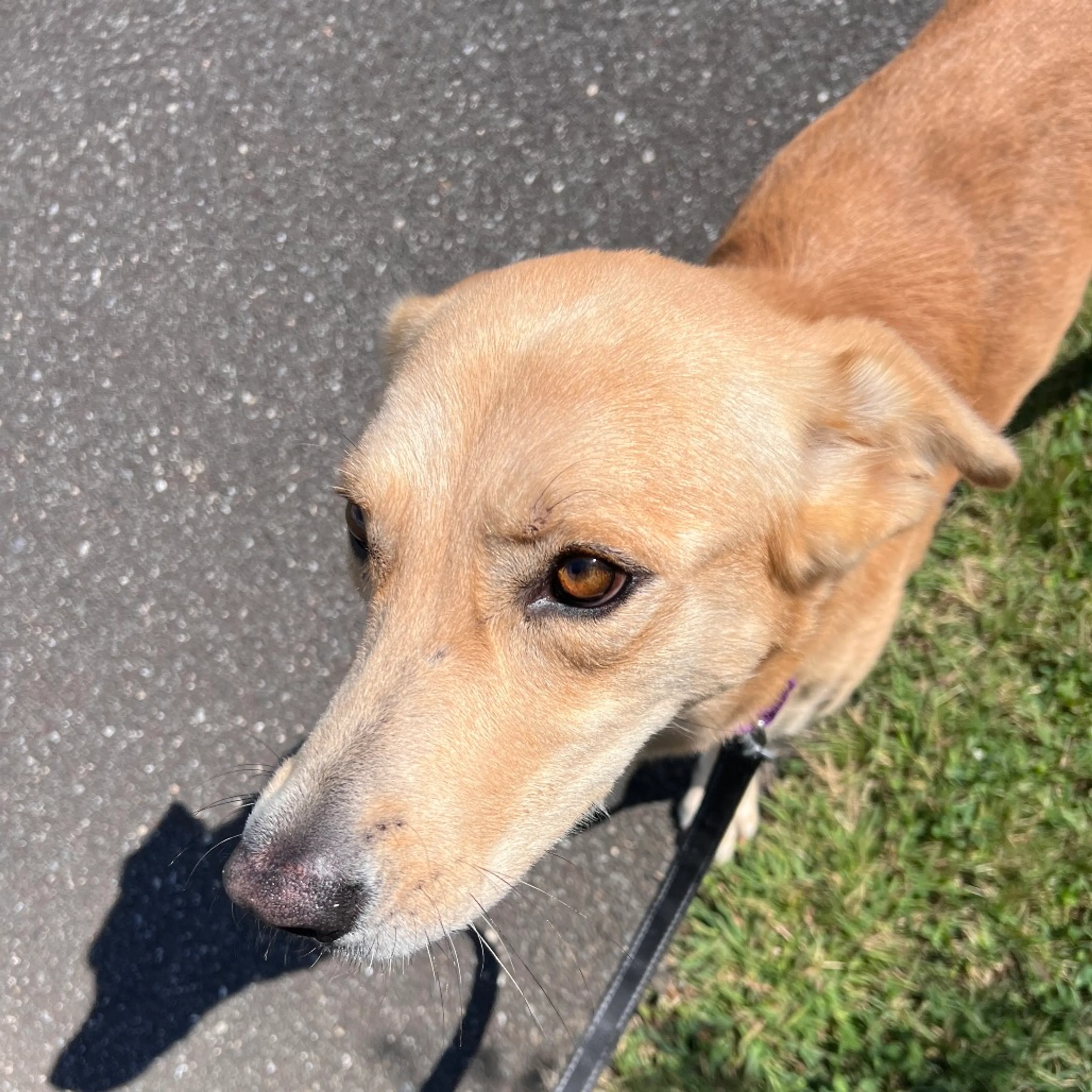Found pet-7