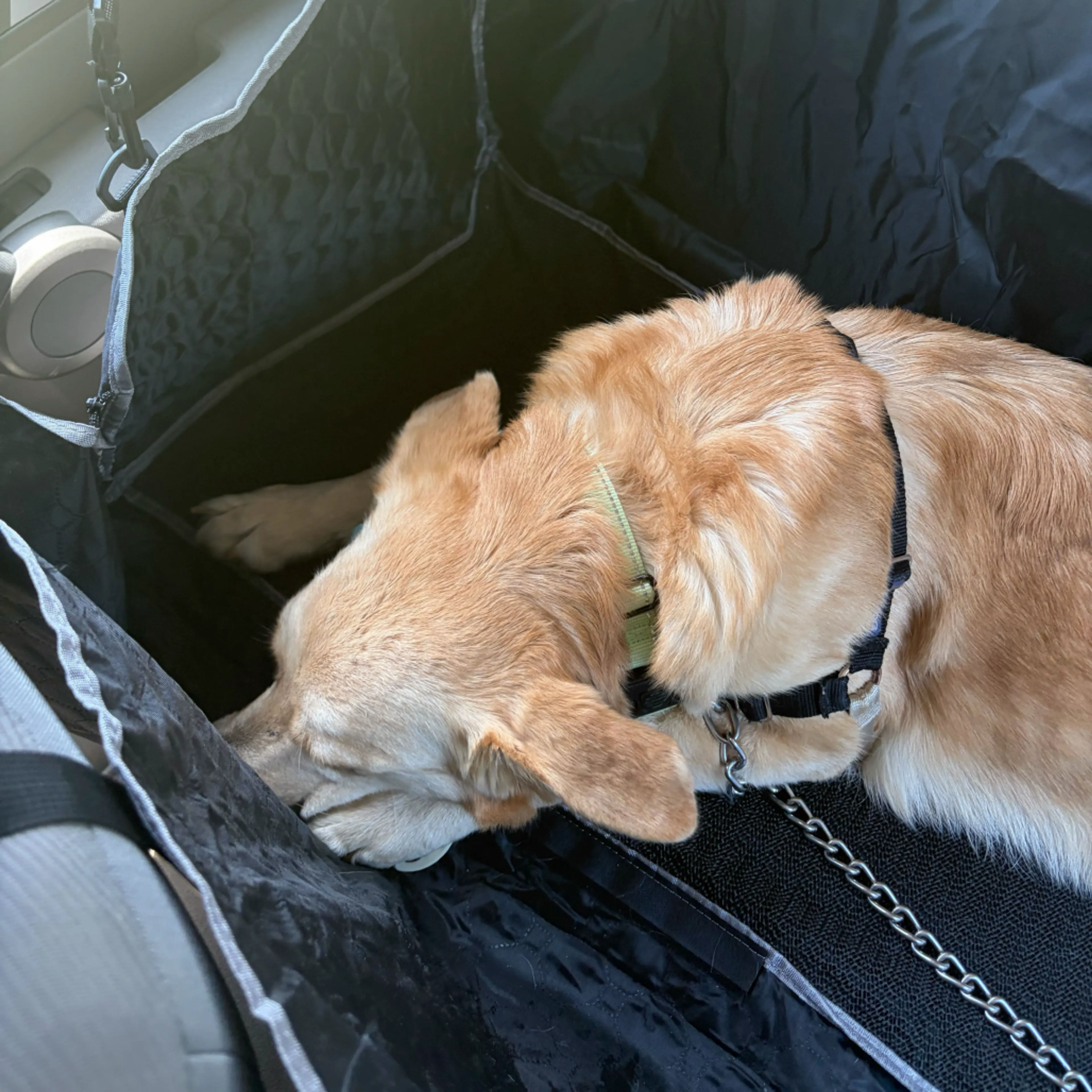 Found pet-18