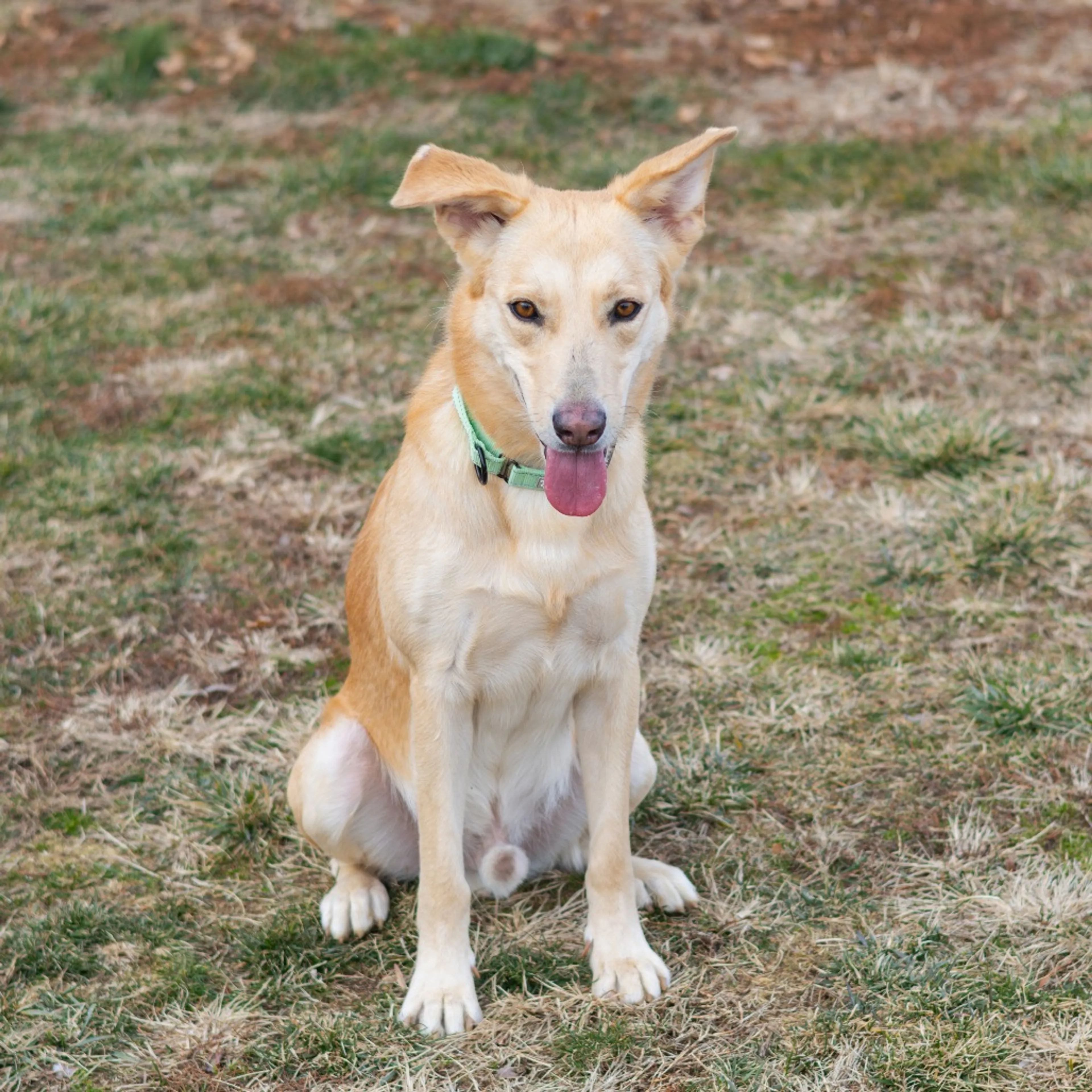 Found pet-11