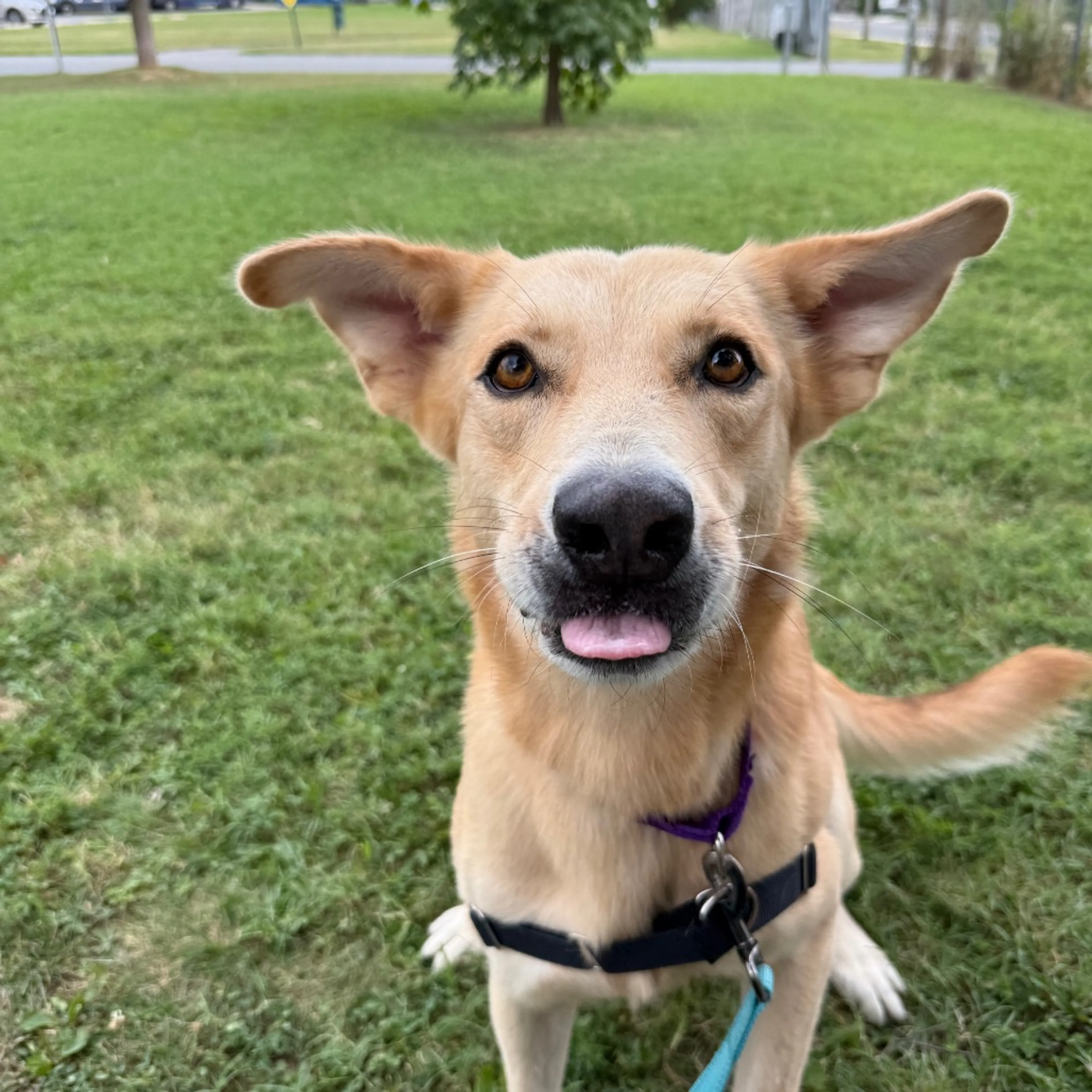 Found pet-1