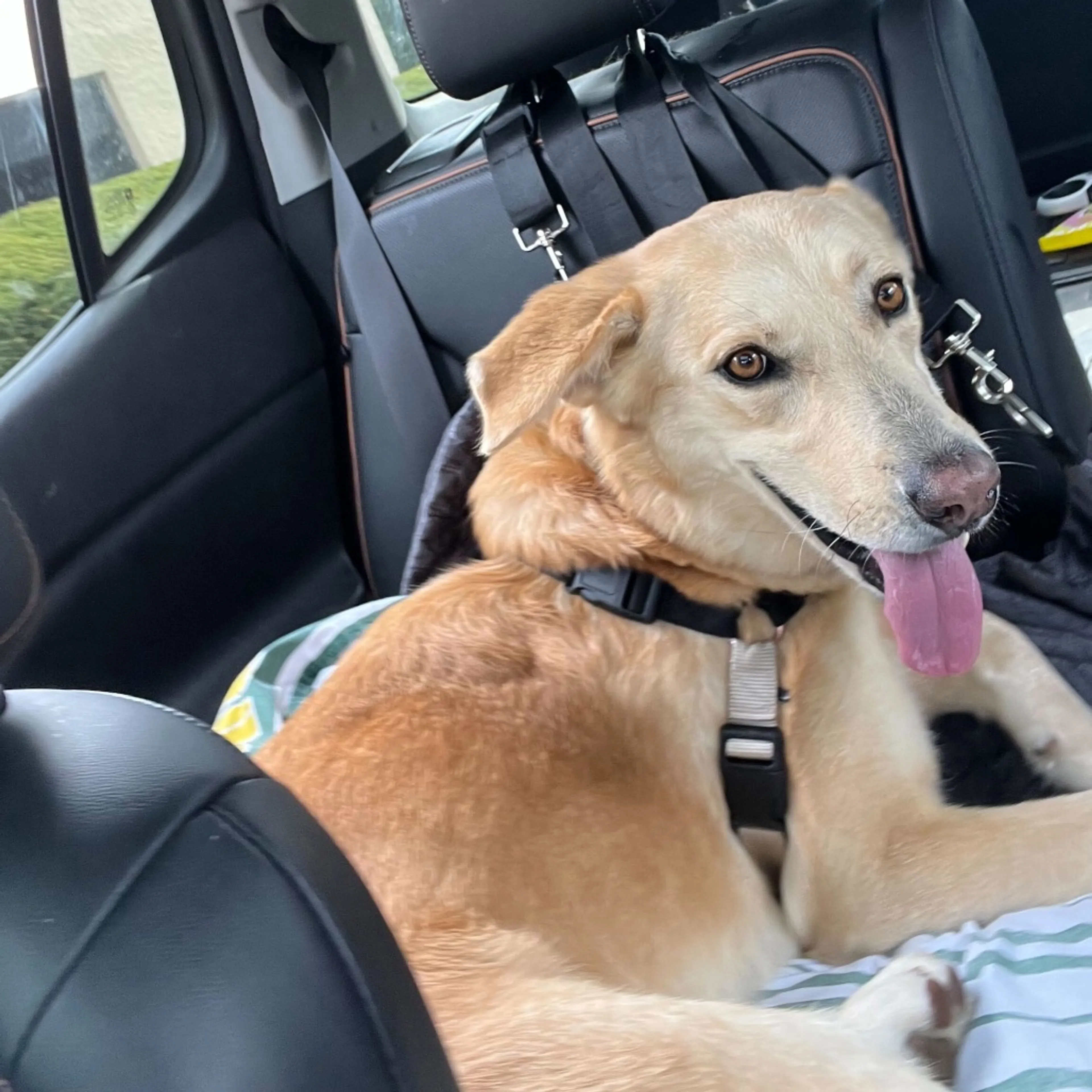 Found pet-26
