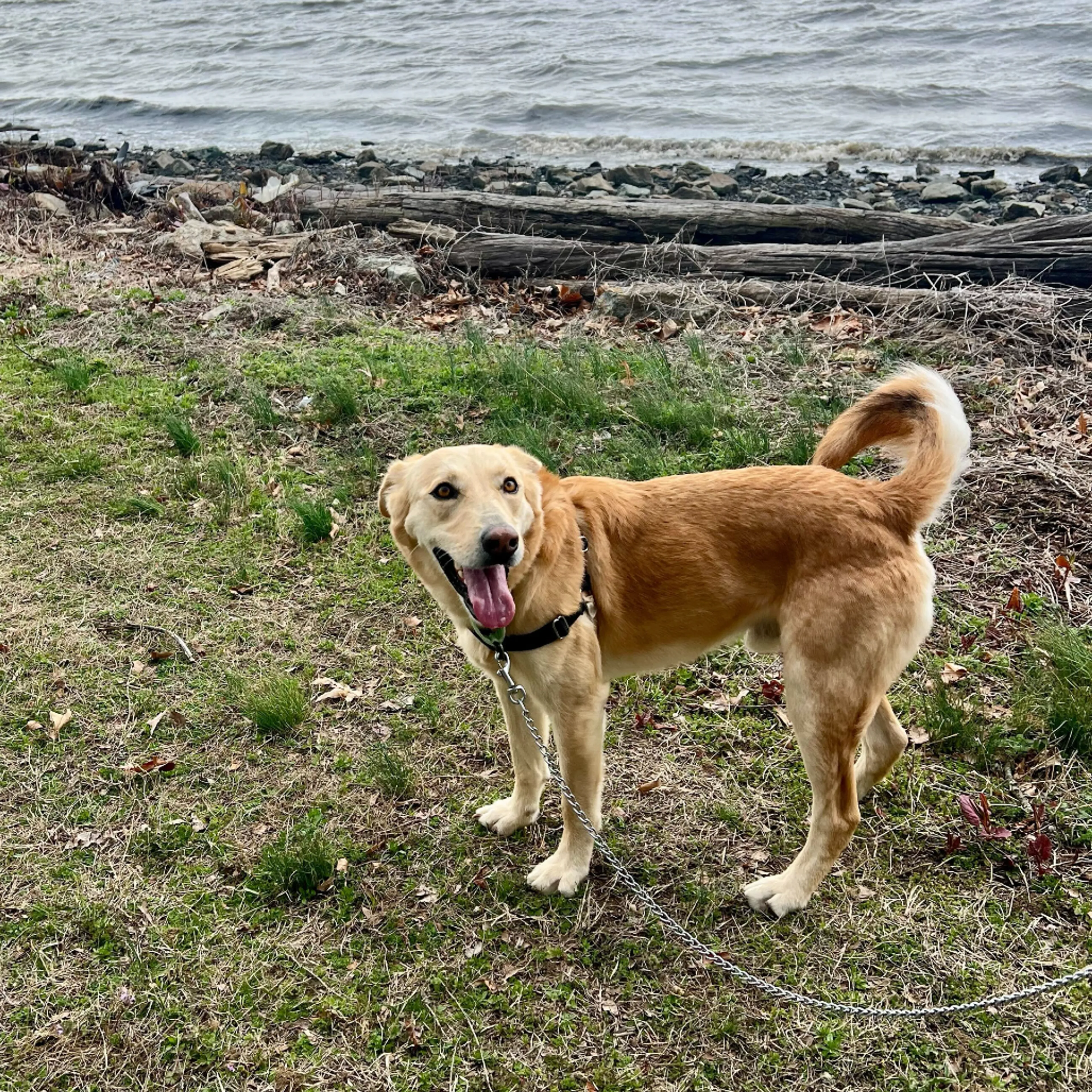 Found pet-20