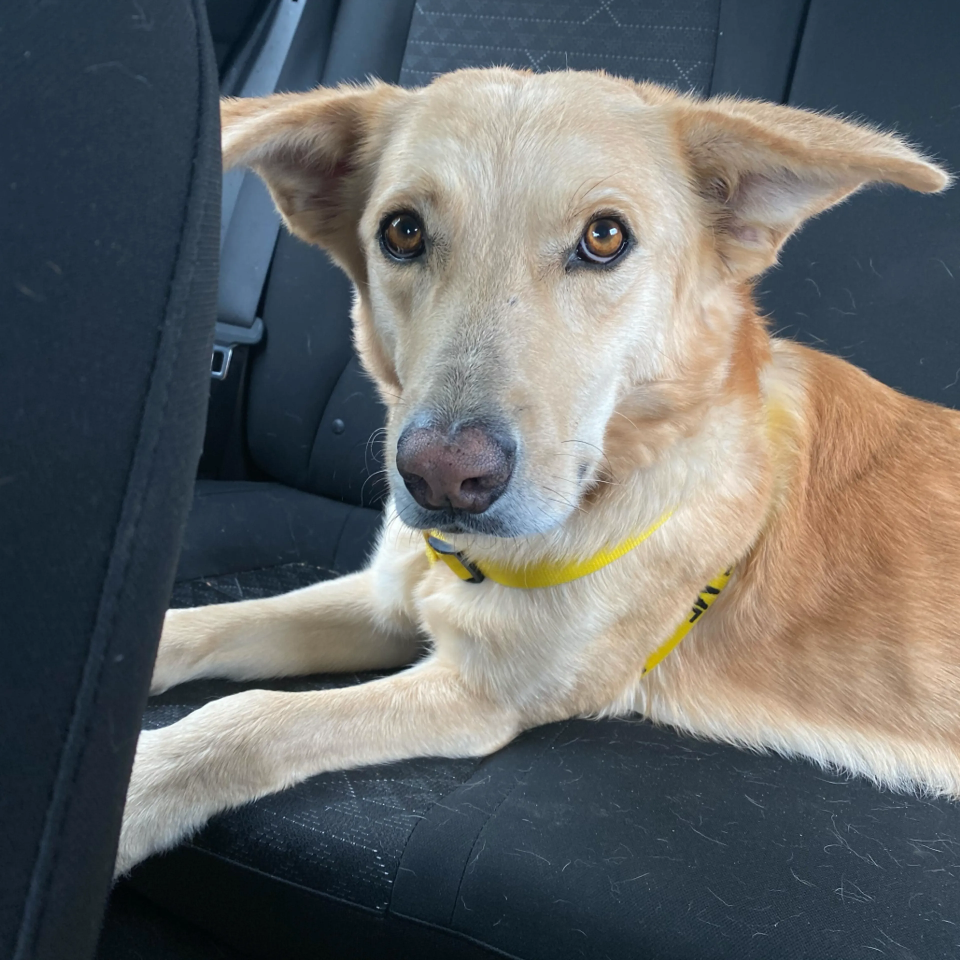 Found pet-28