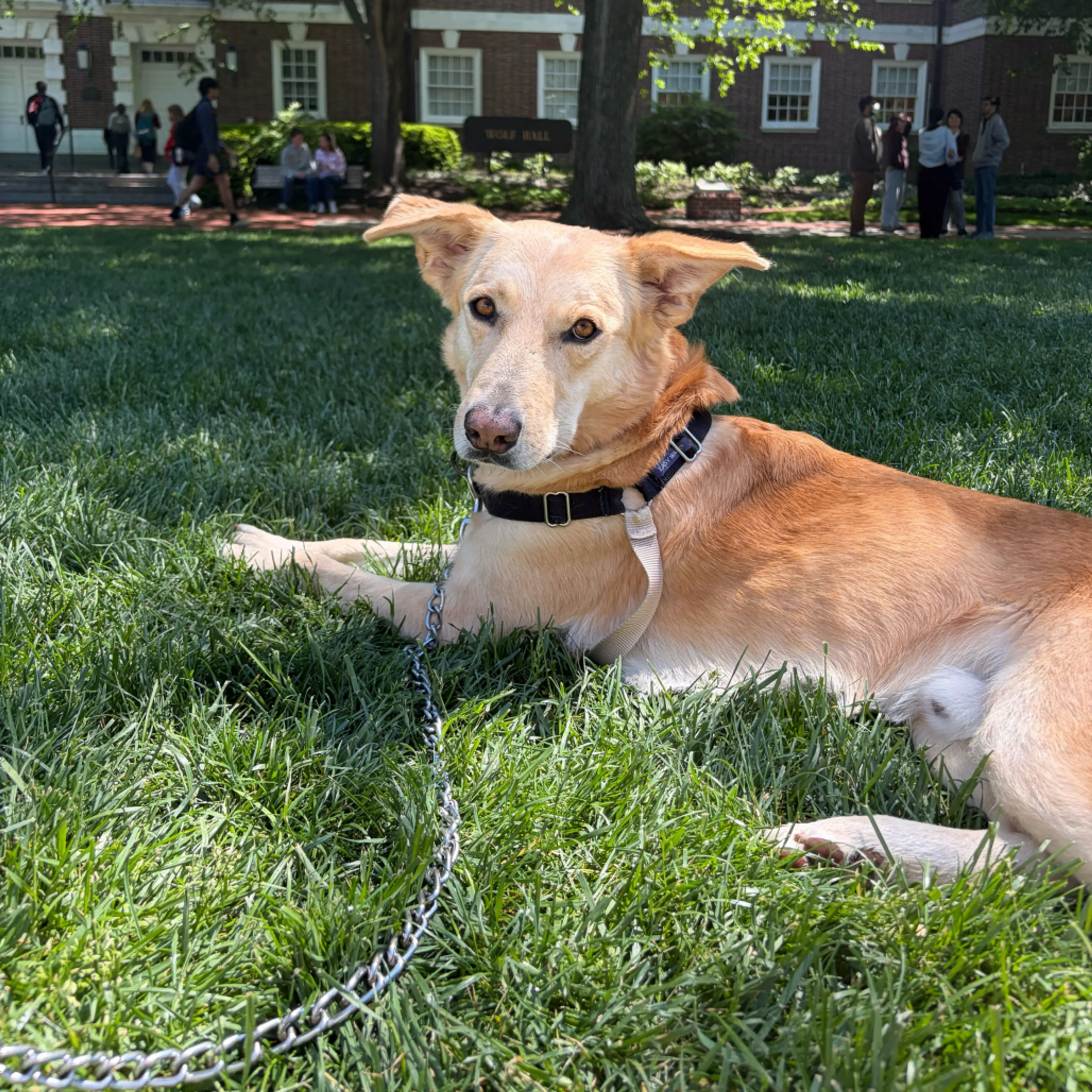 Found pet-19