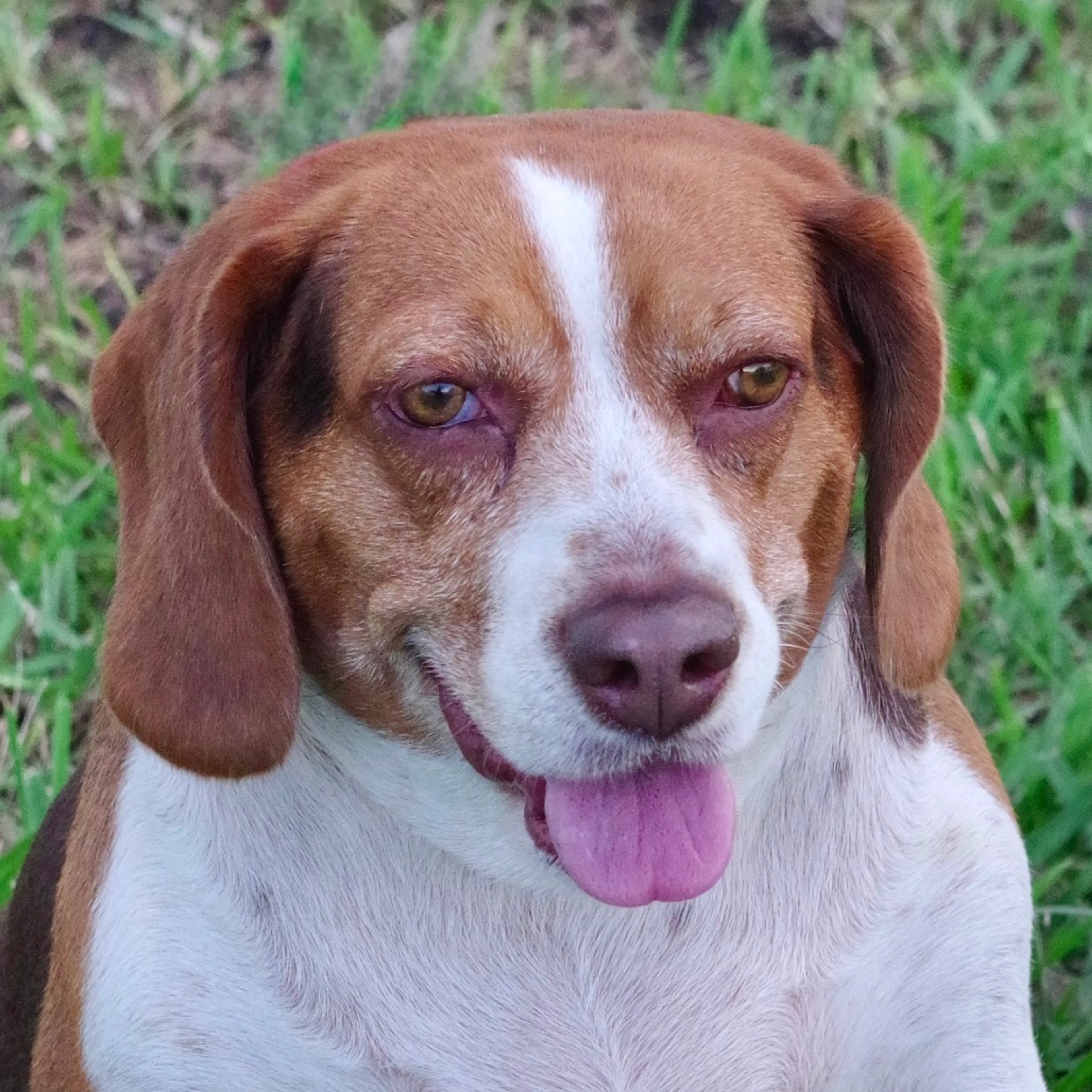 Found pet-0
