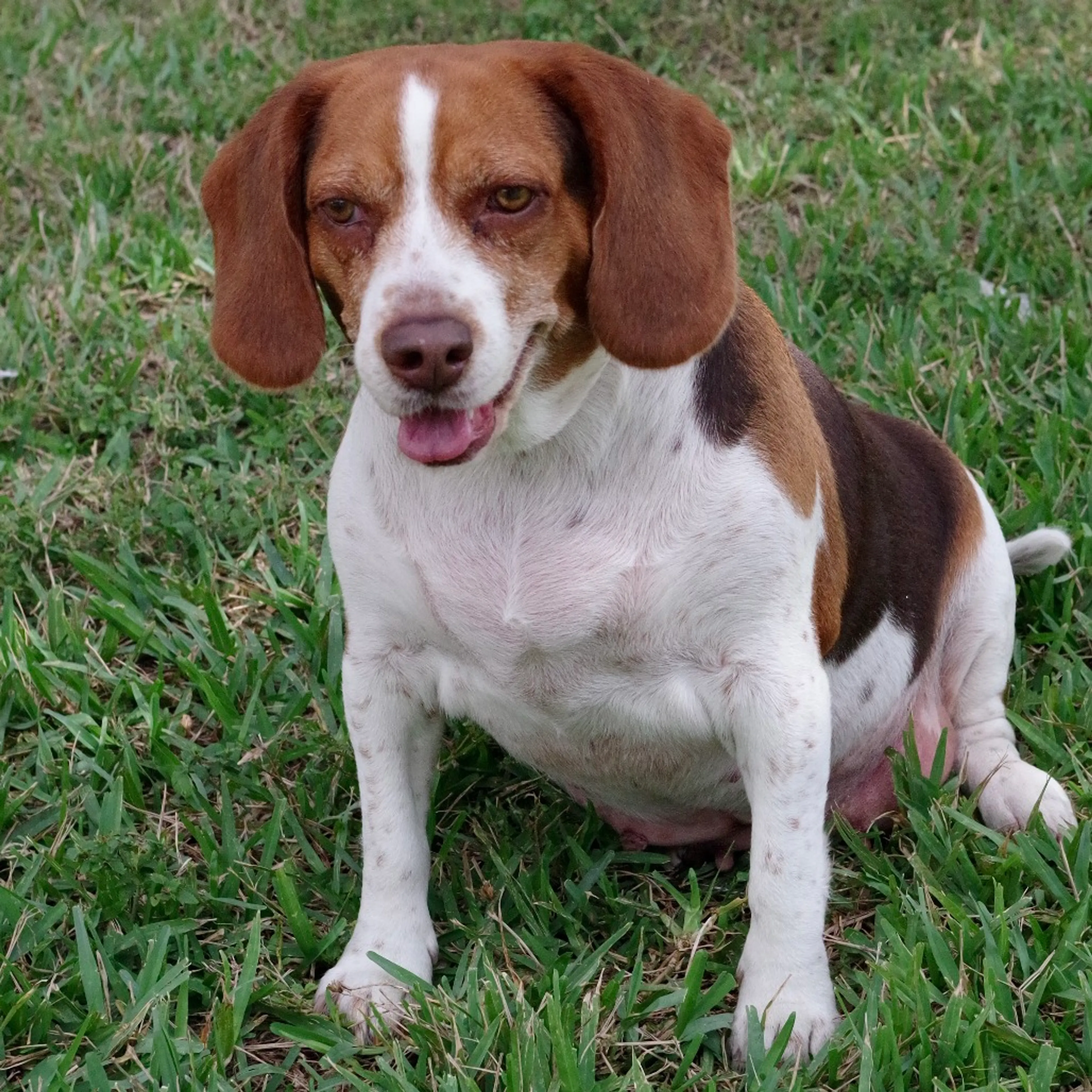 Found pet-3