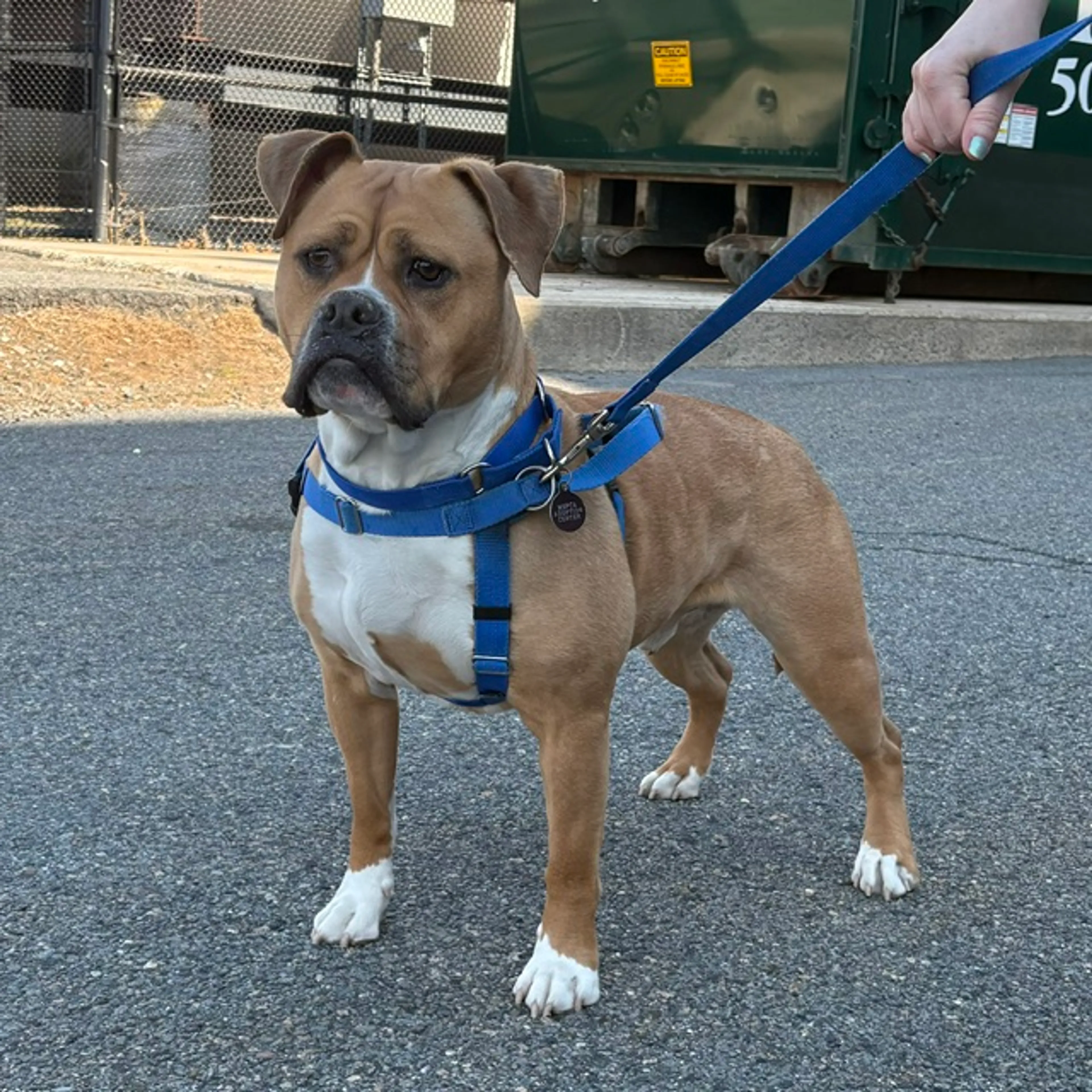 Found pet