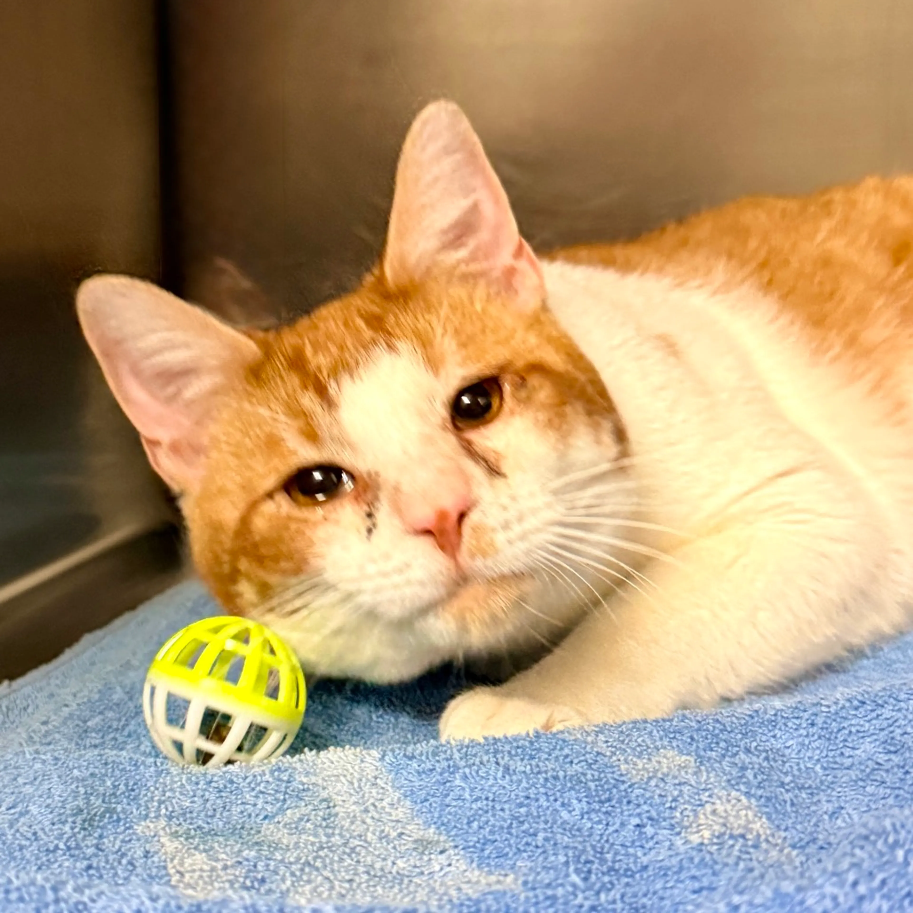 Found pet-1