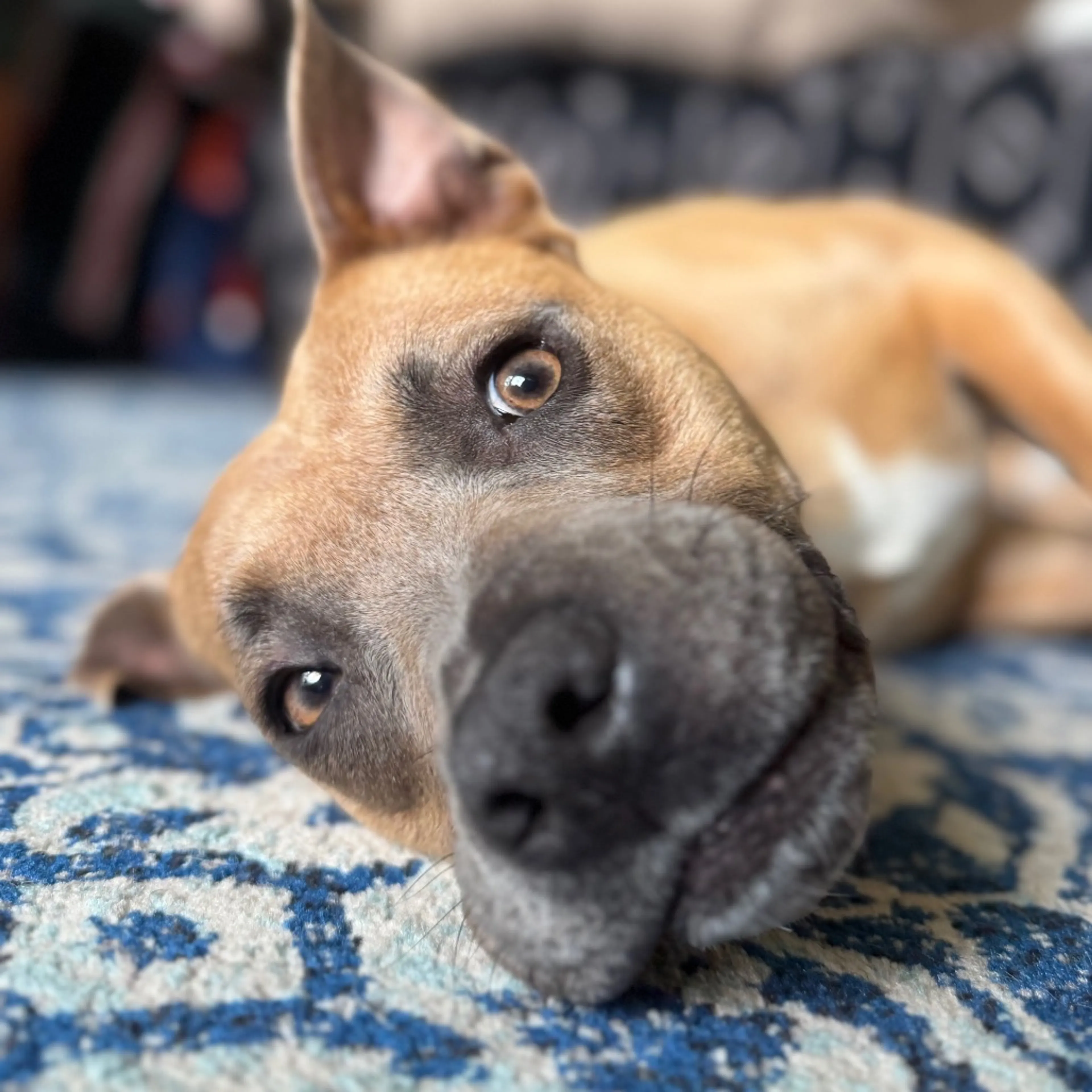 Found pet-7