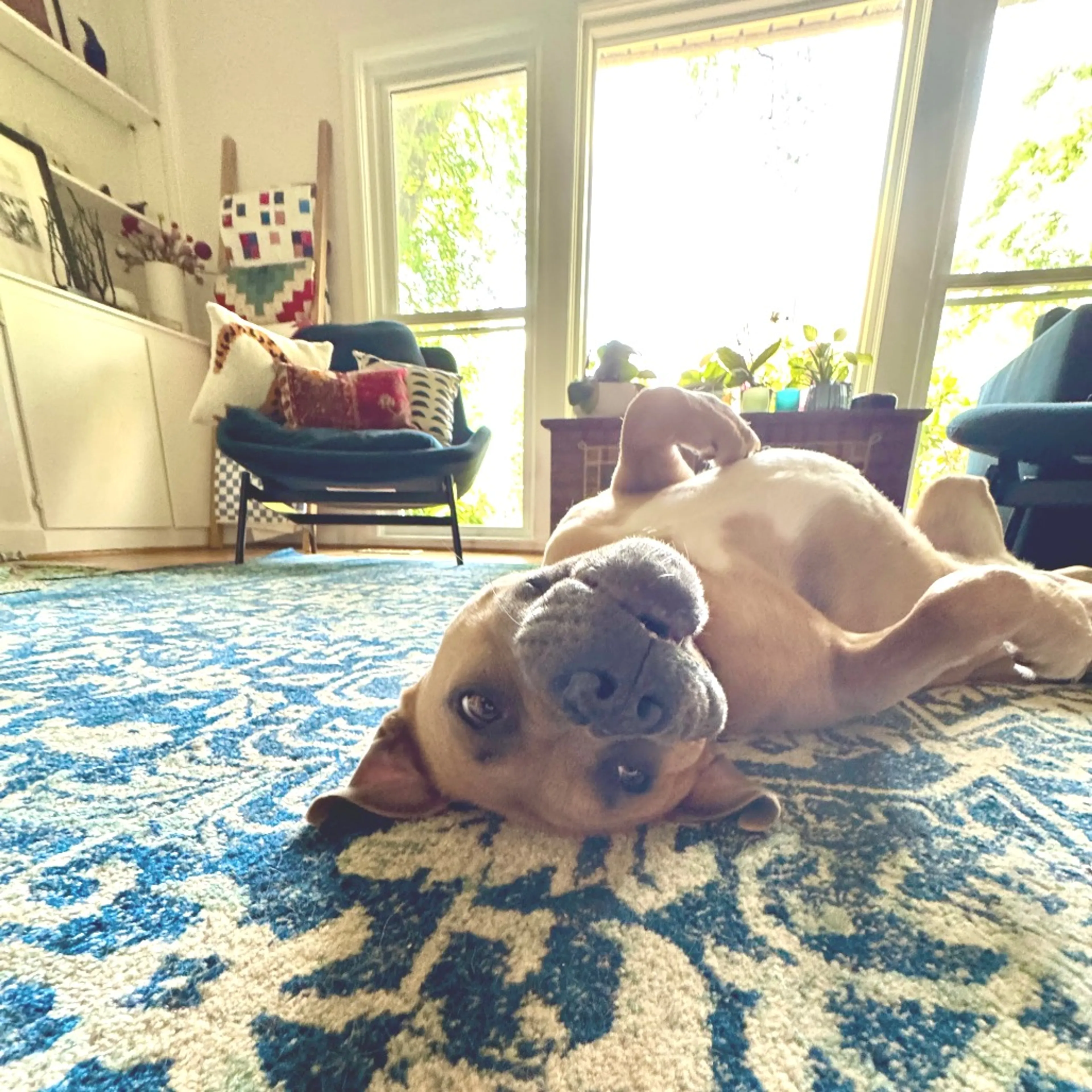 Found pet-22