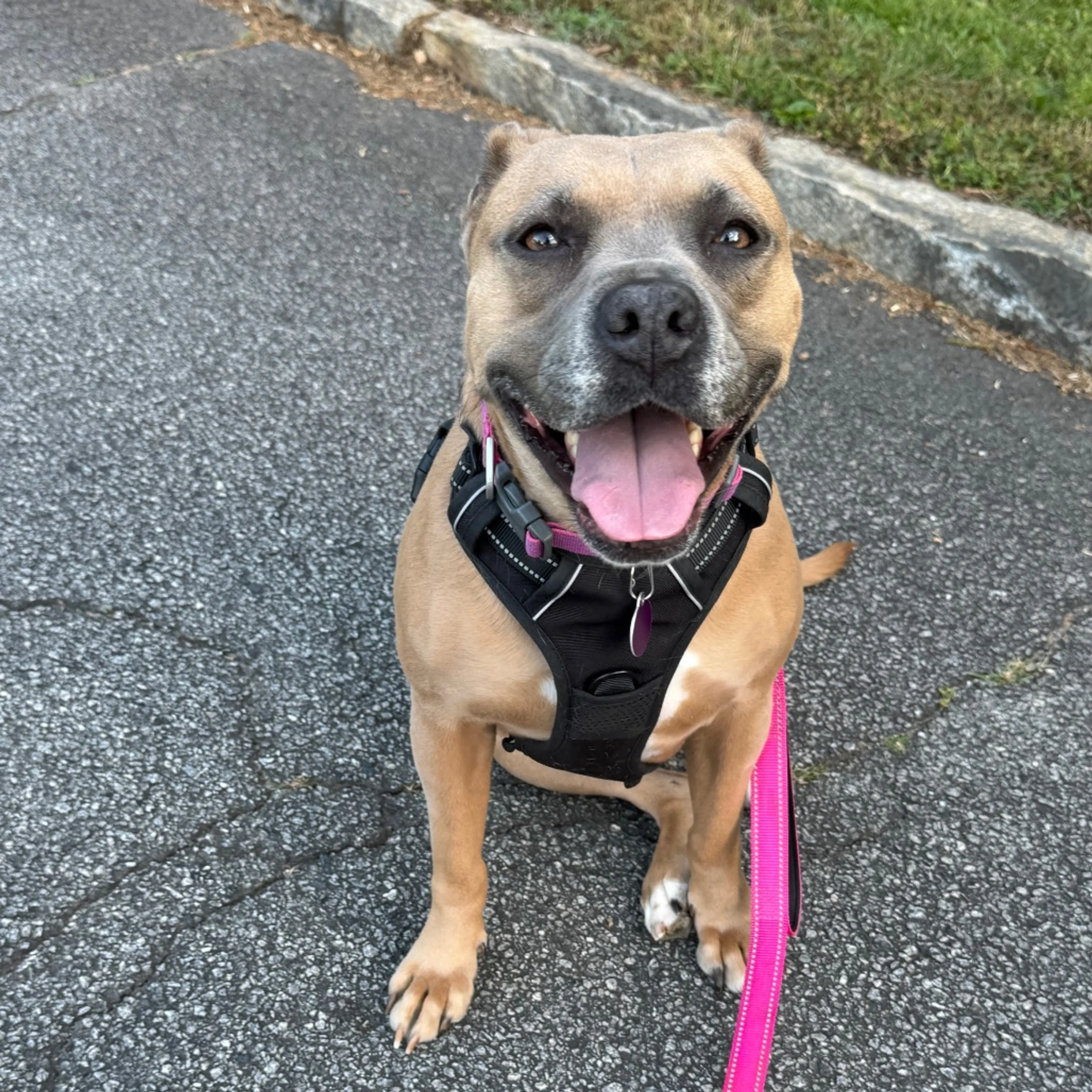 Found pet-29