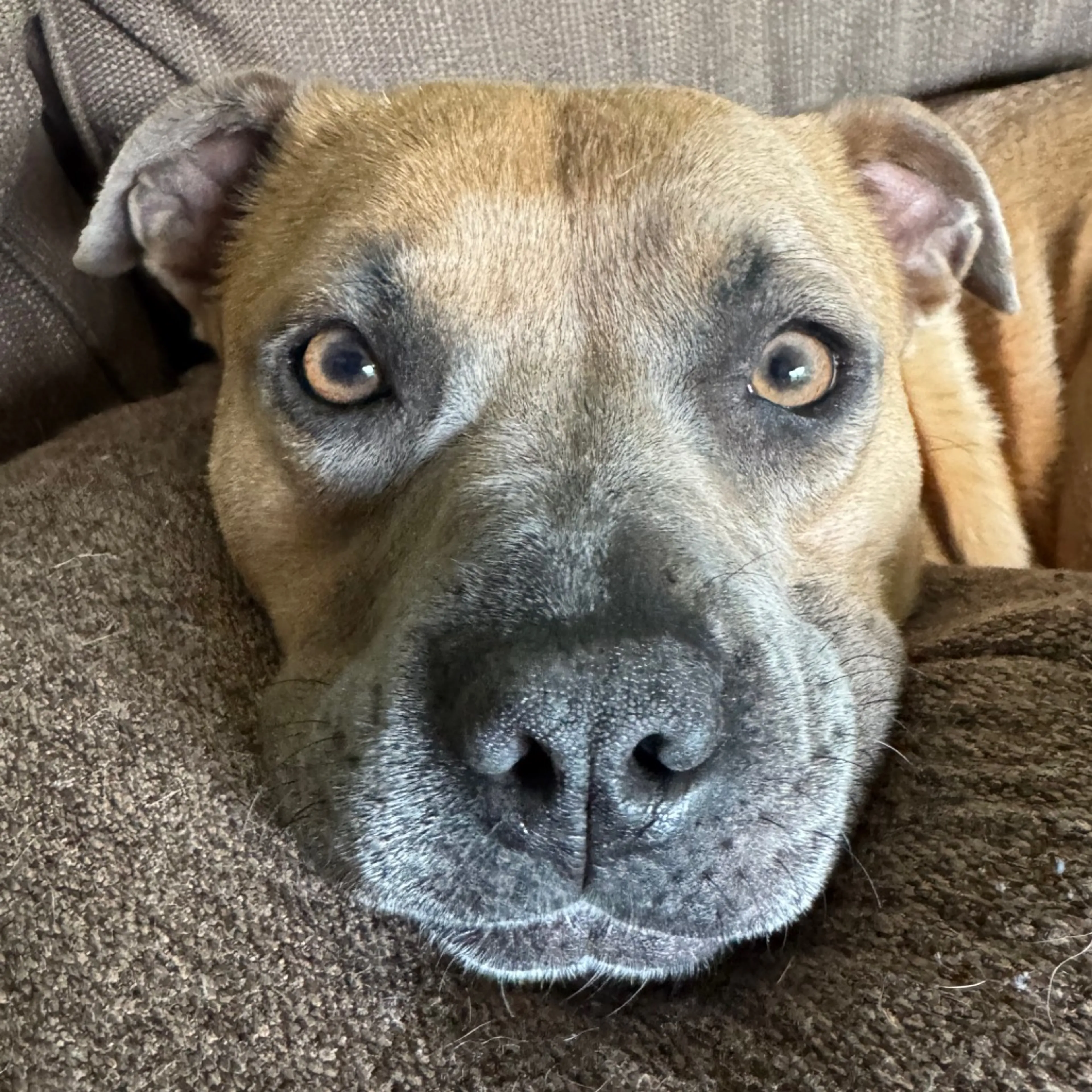 Found pet-11