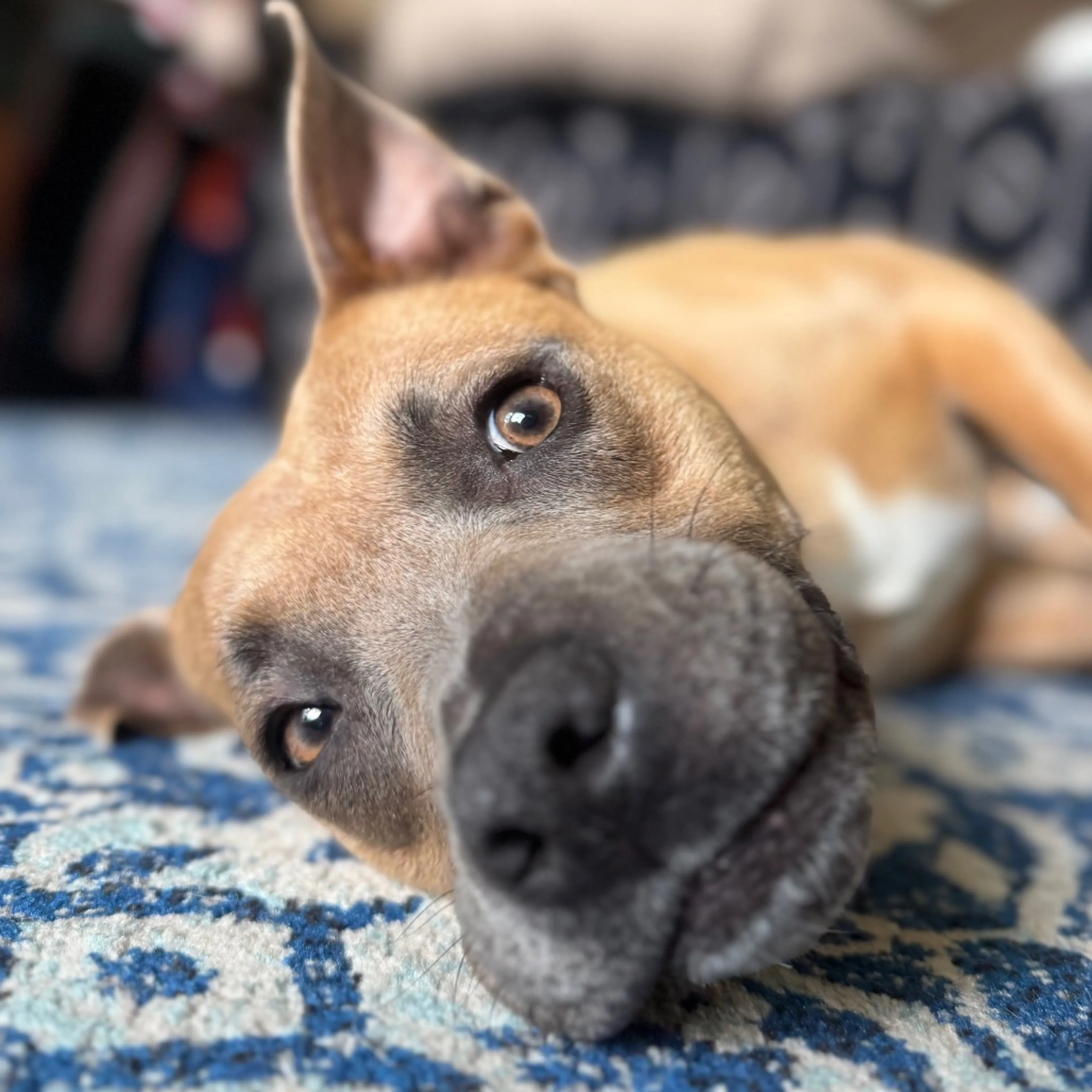 Found pet-26