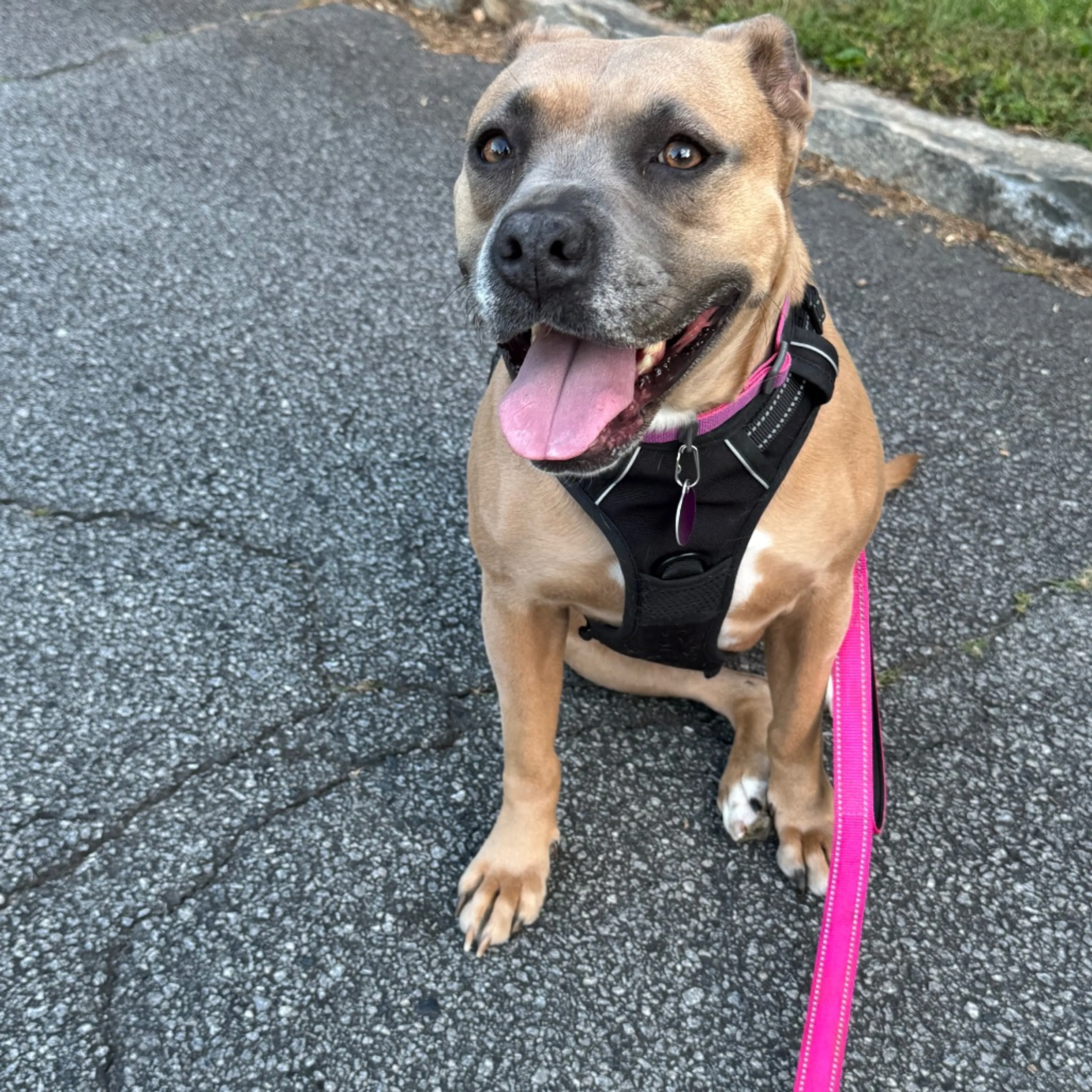 Found pet-30