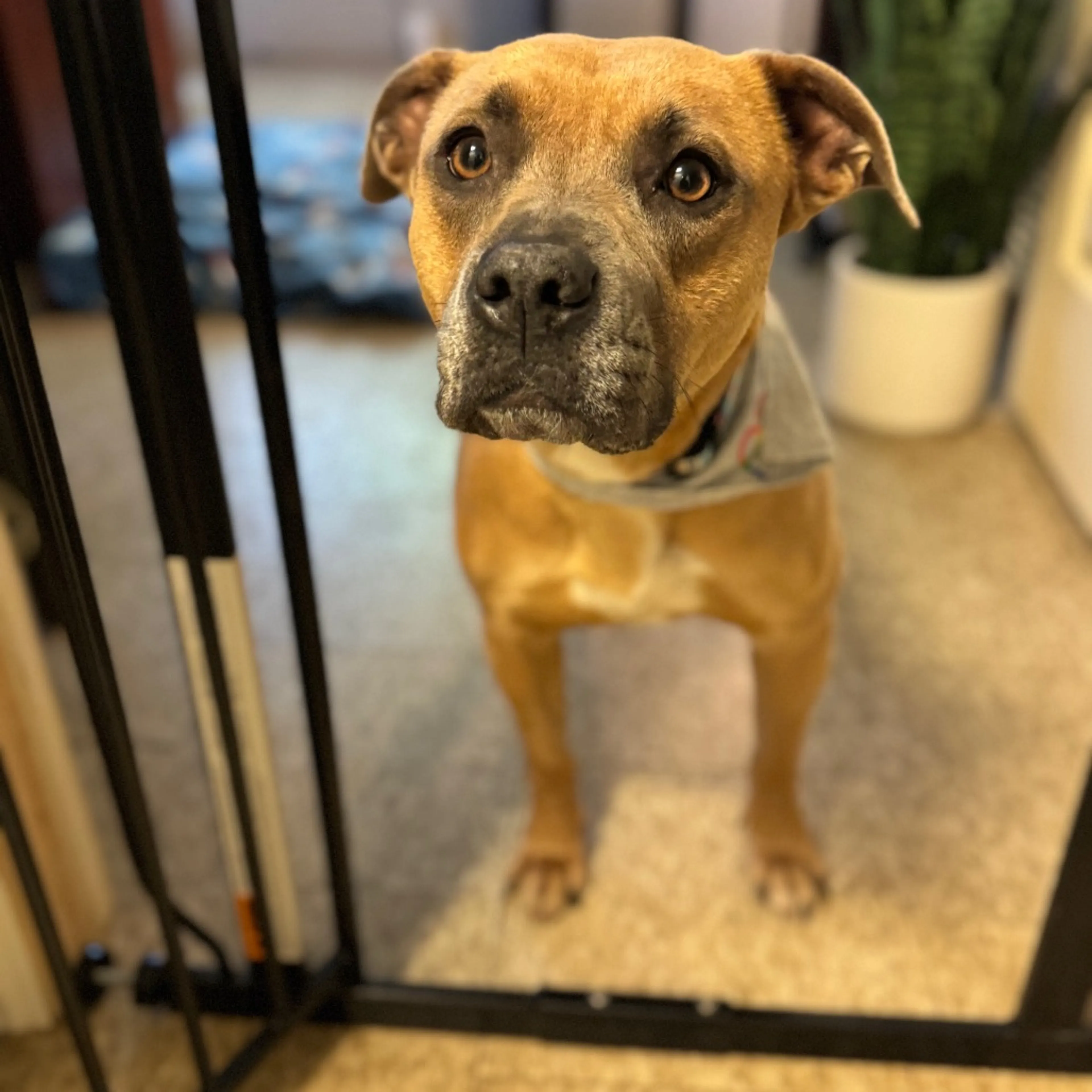 Found pet-8