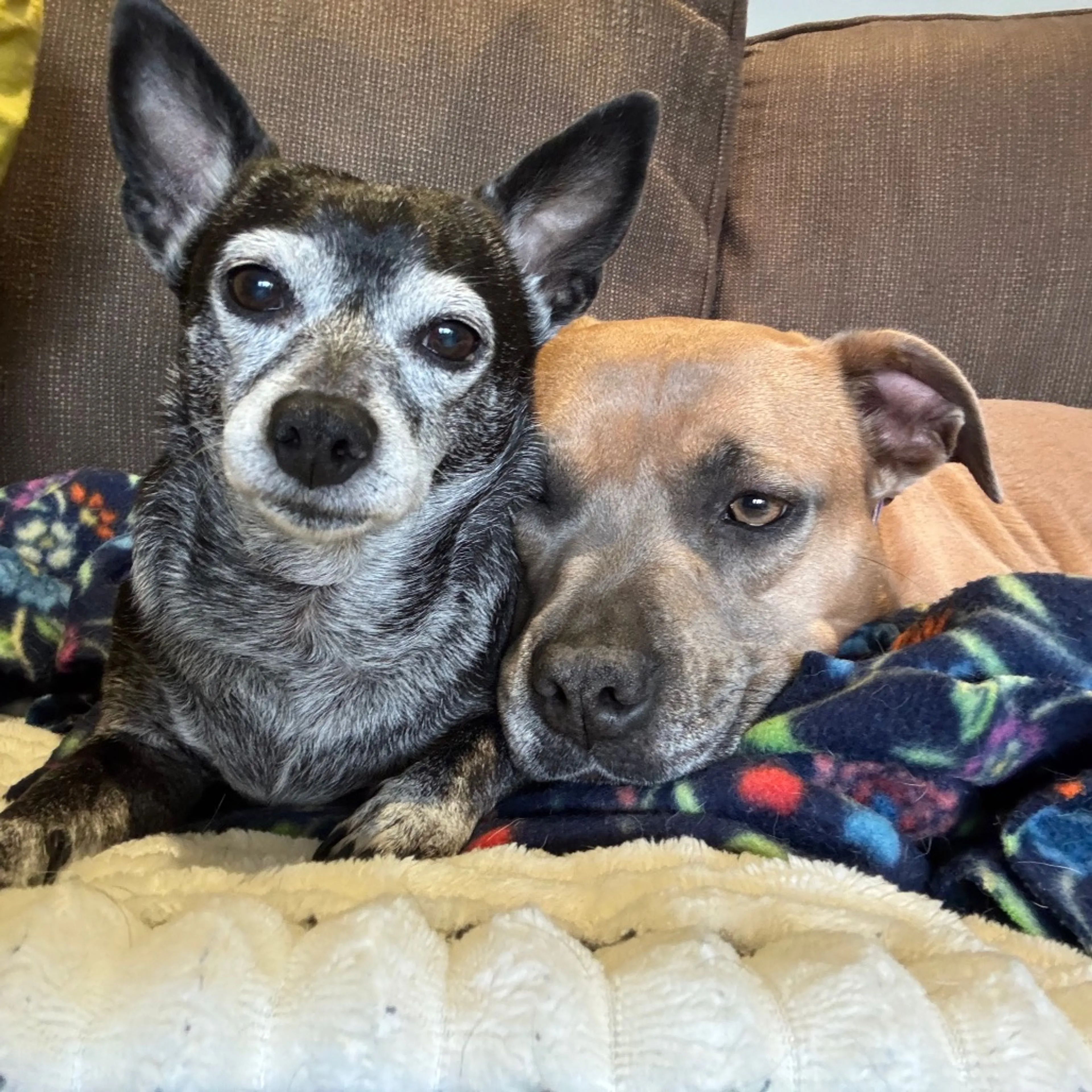 Found pet-33
