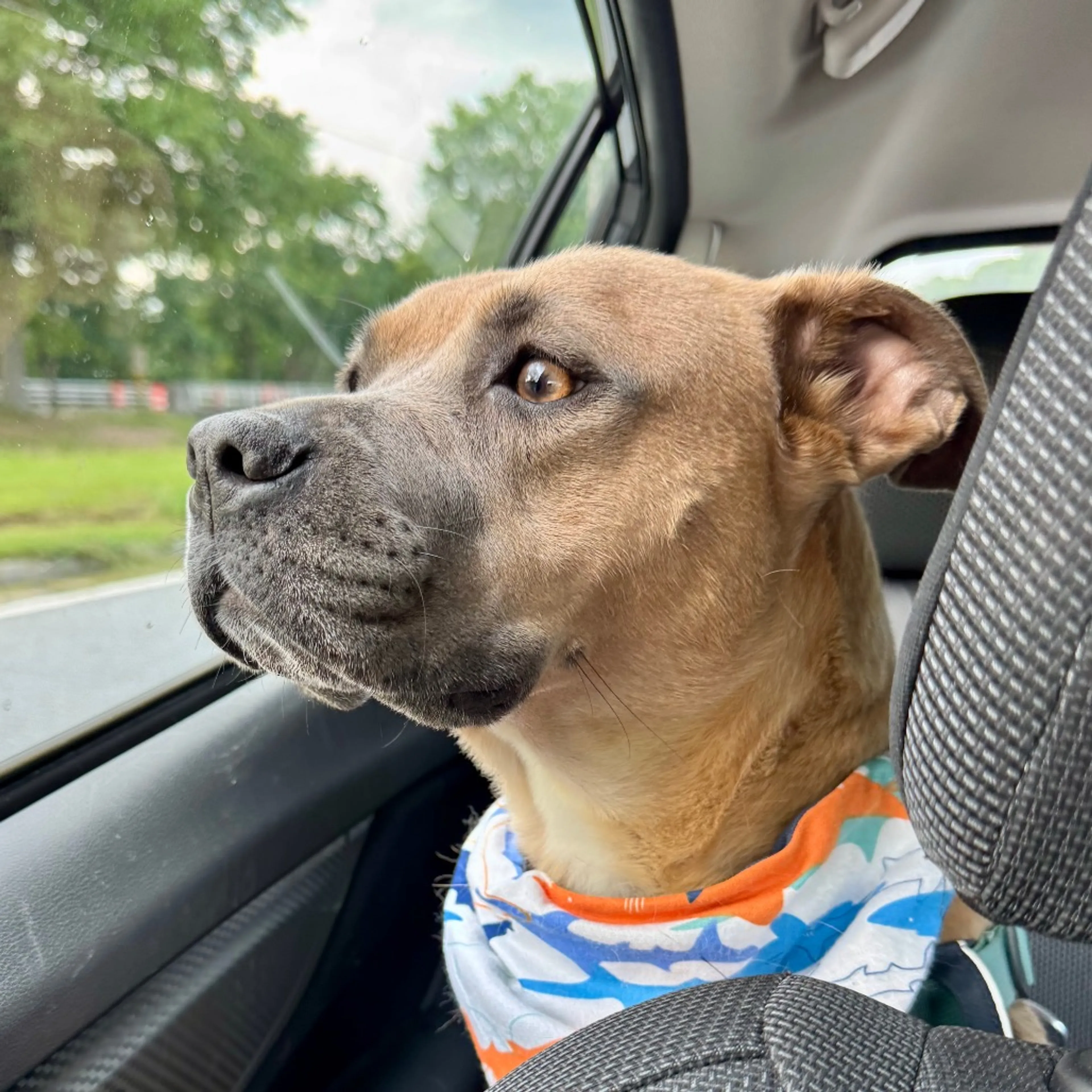 Found pet-19