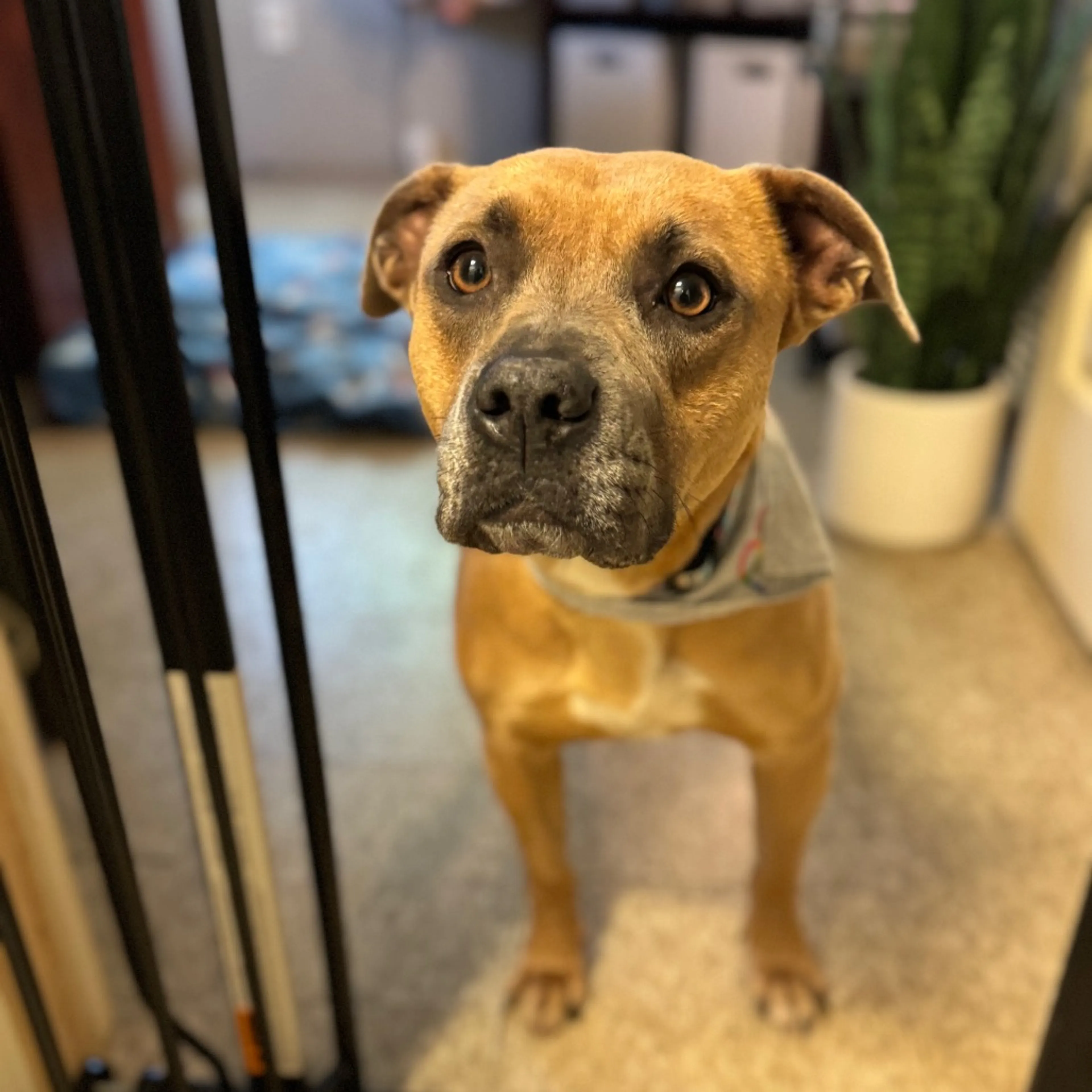 Found pet-27