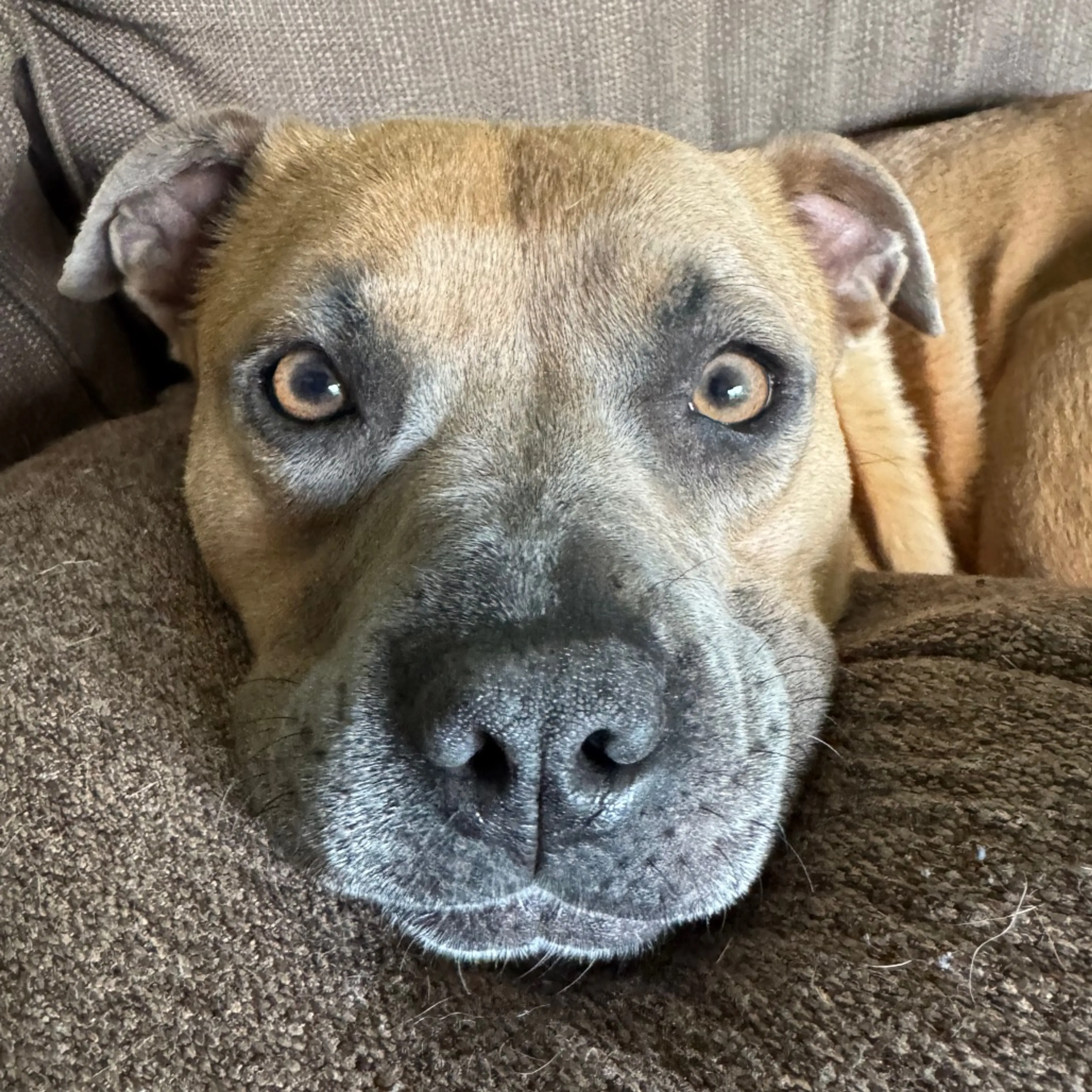 Found pet-24
