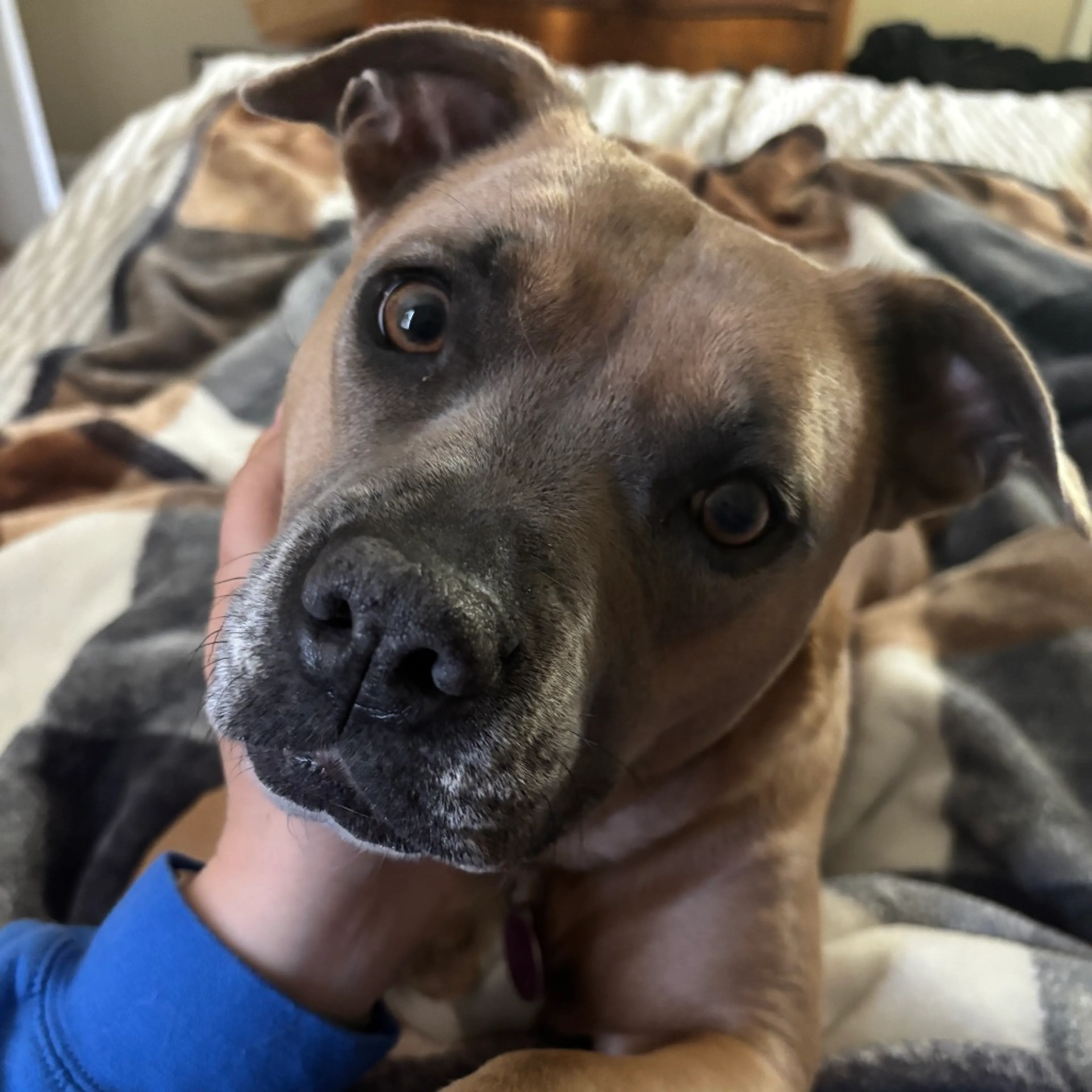 Found pet-32