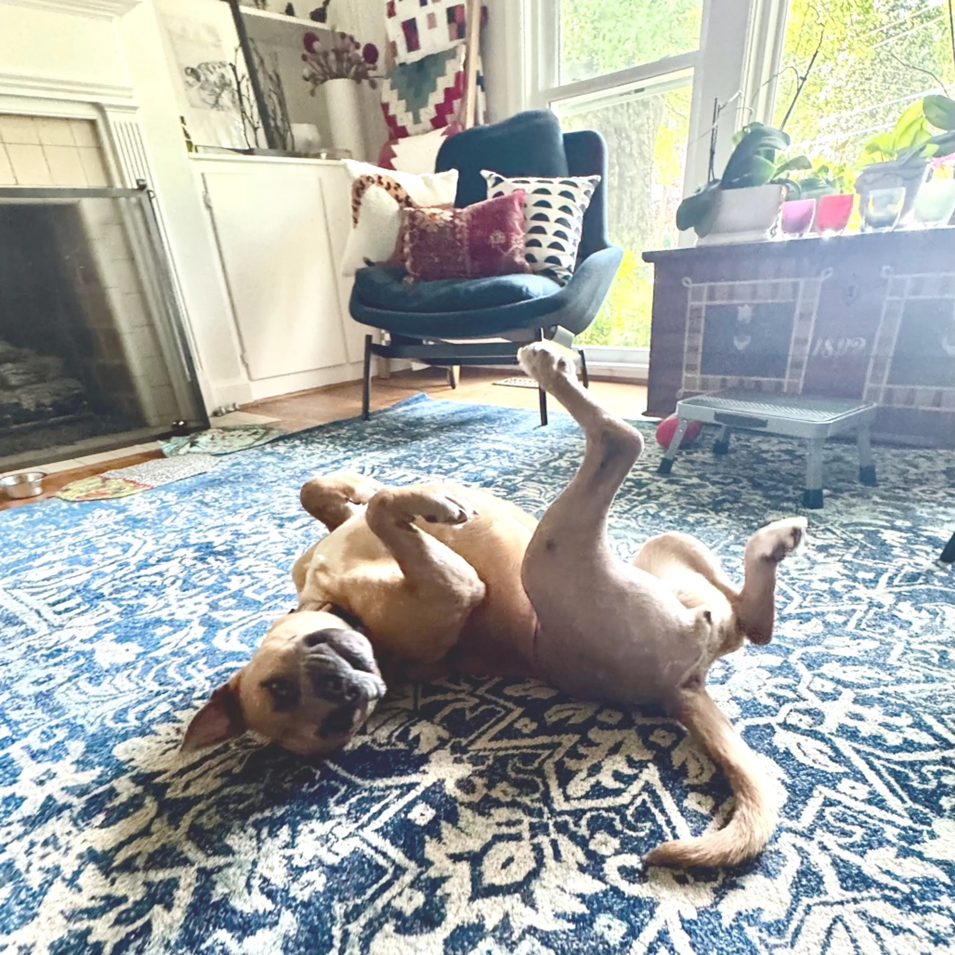Found pet-23