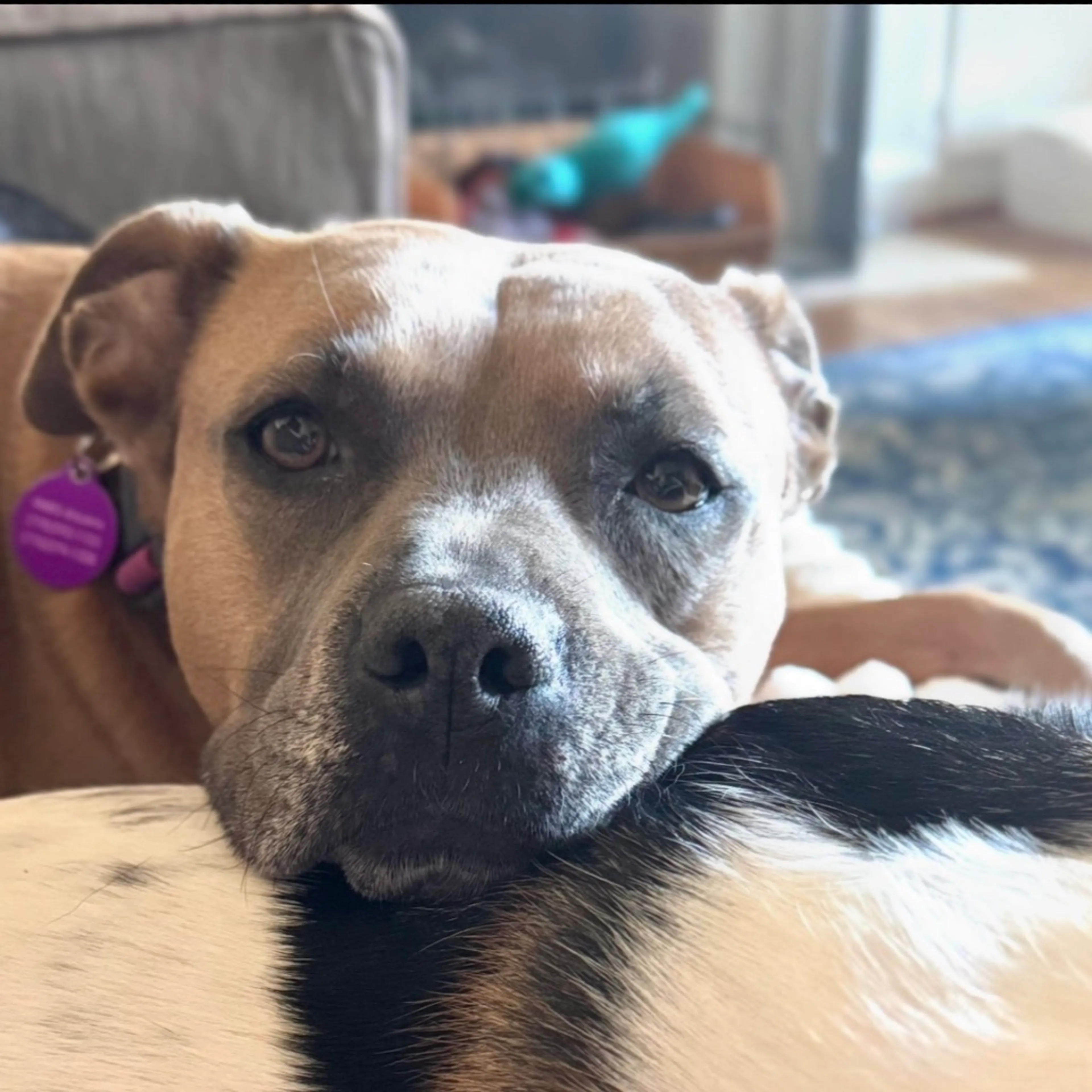 Found pet-31