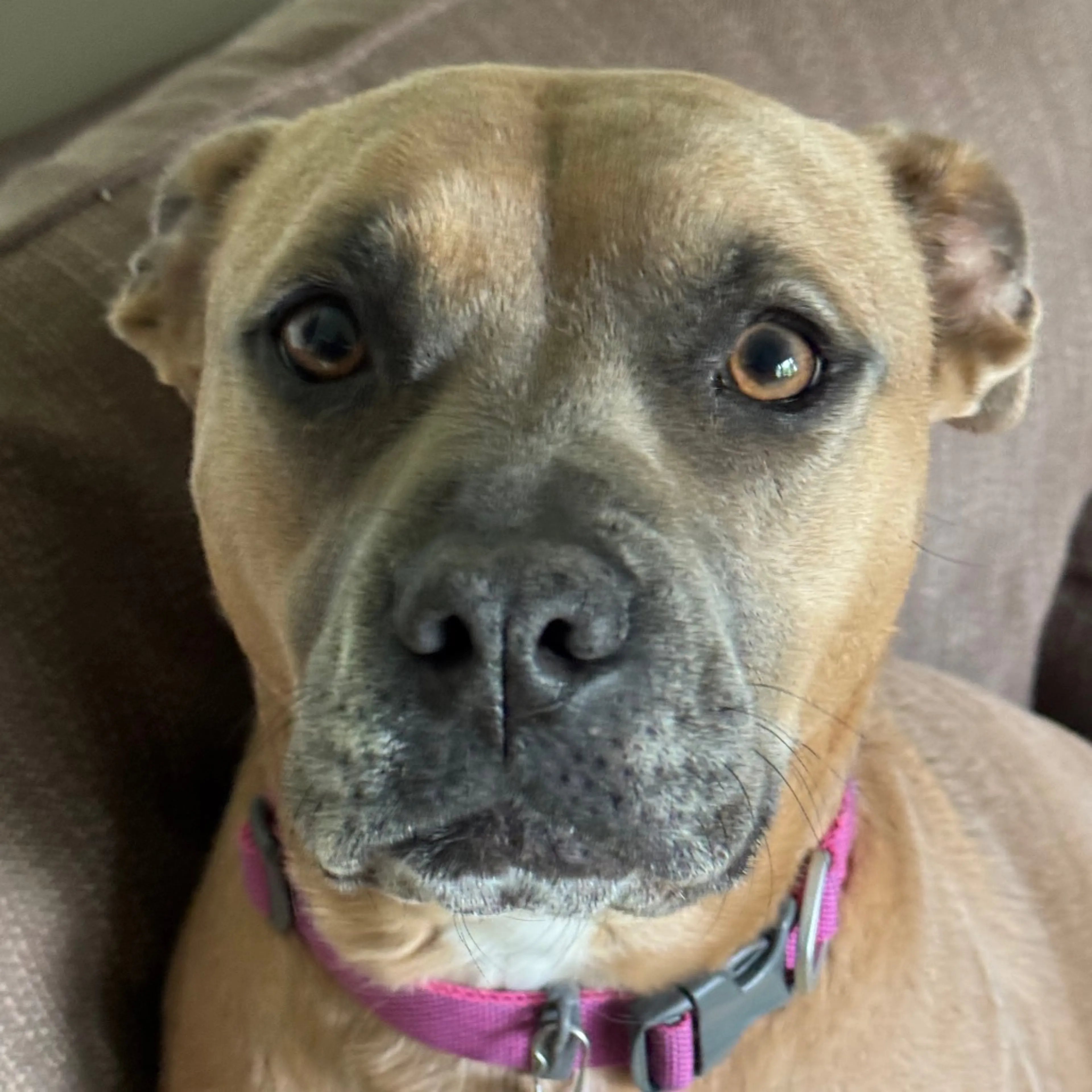 Found pet-28