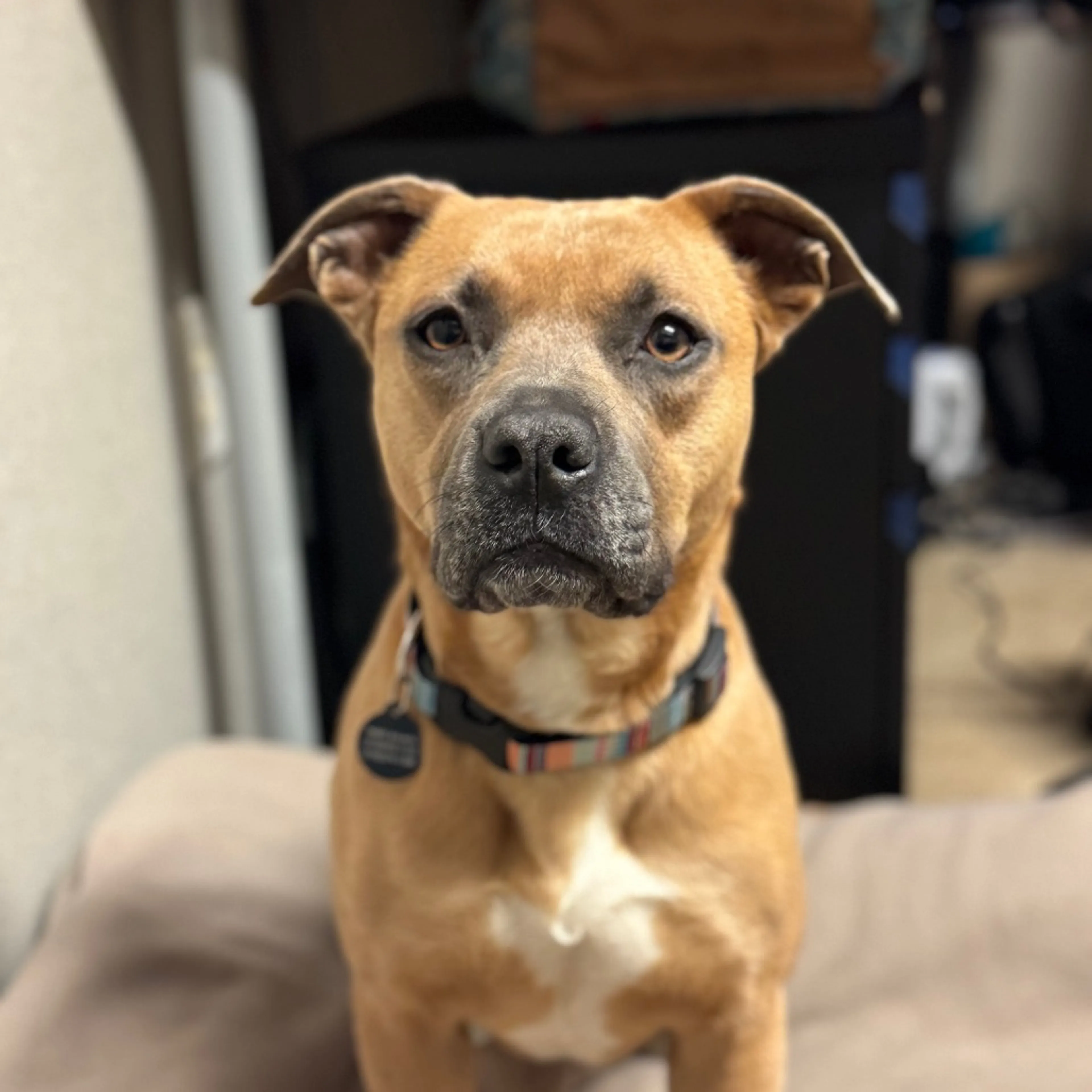 Found pet-2