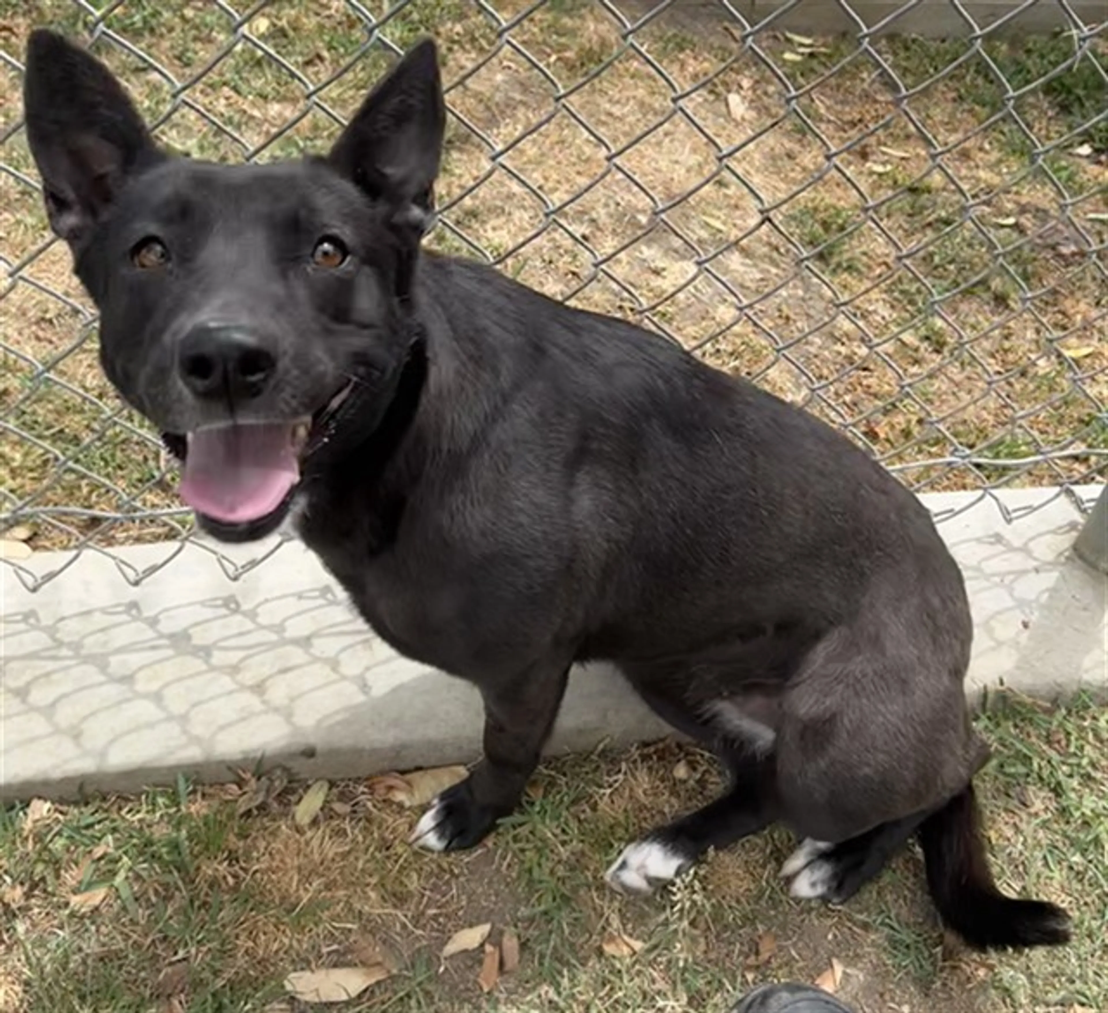 Found pet