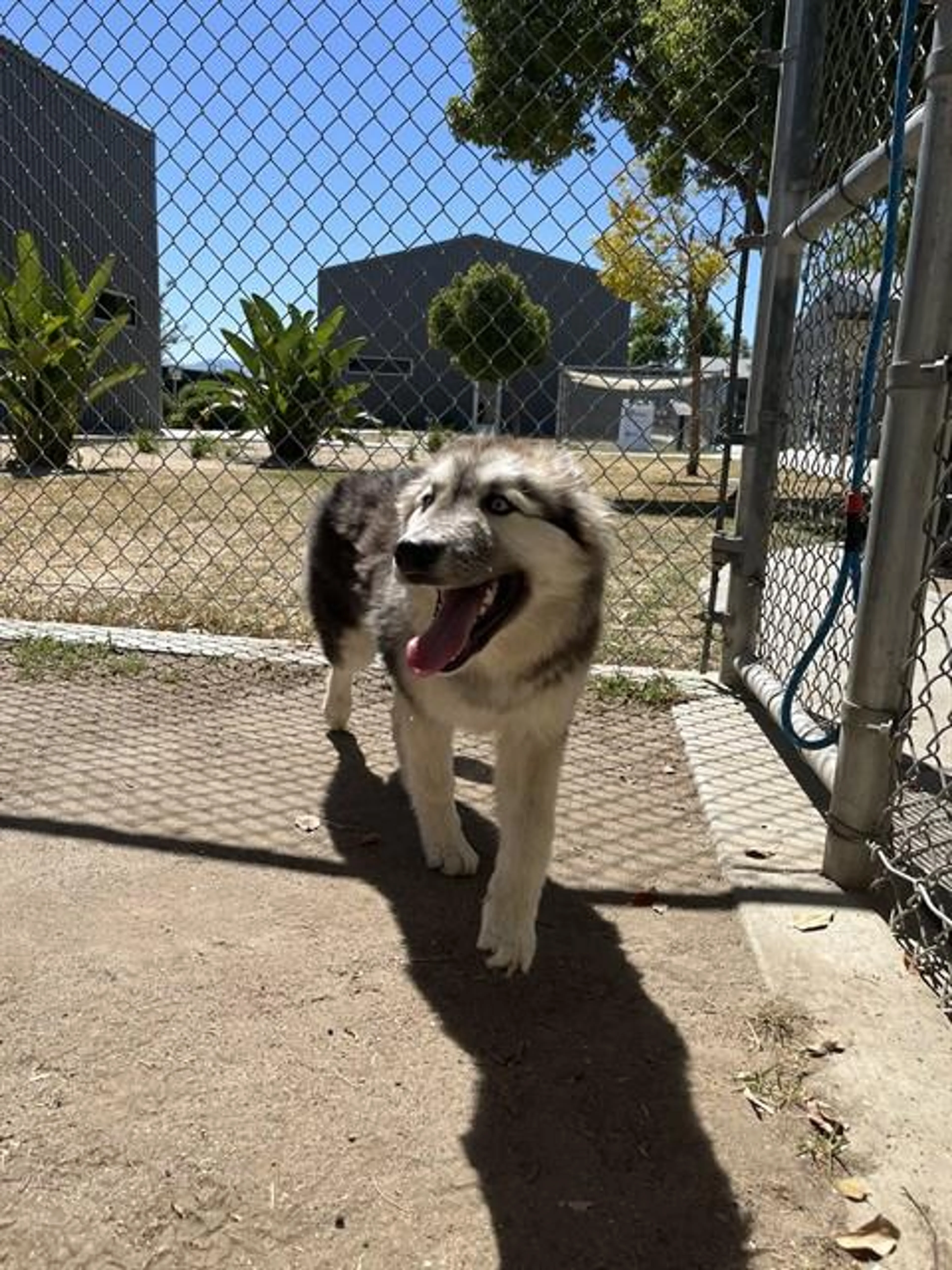 Found pet