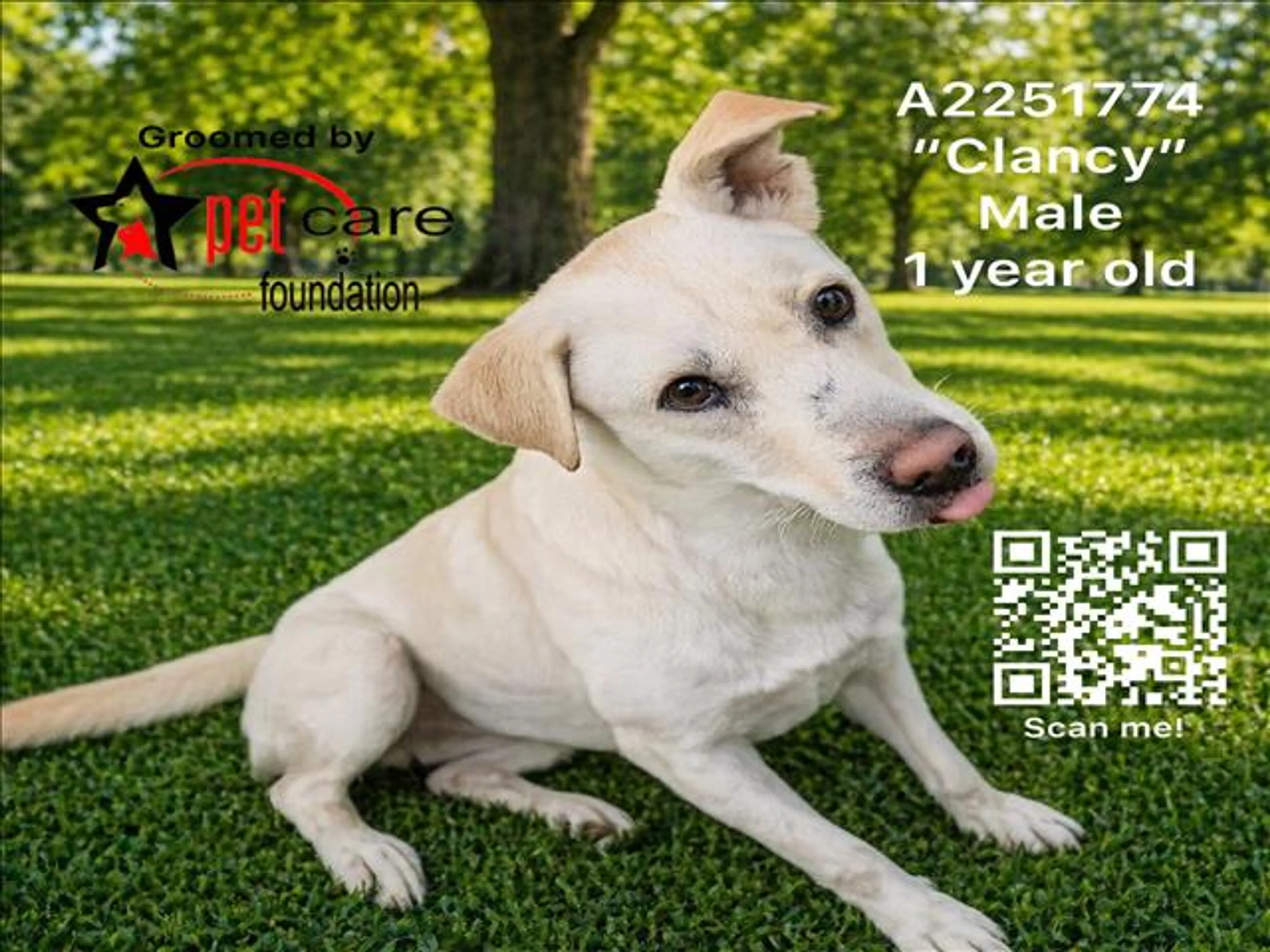 Found pet