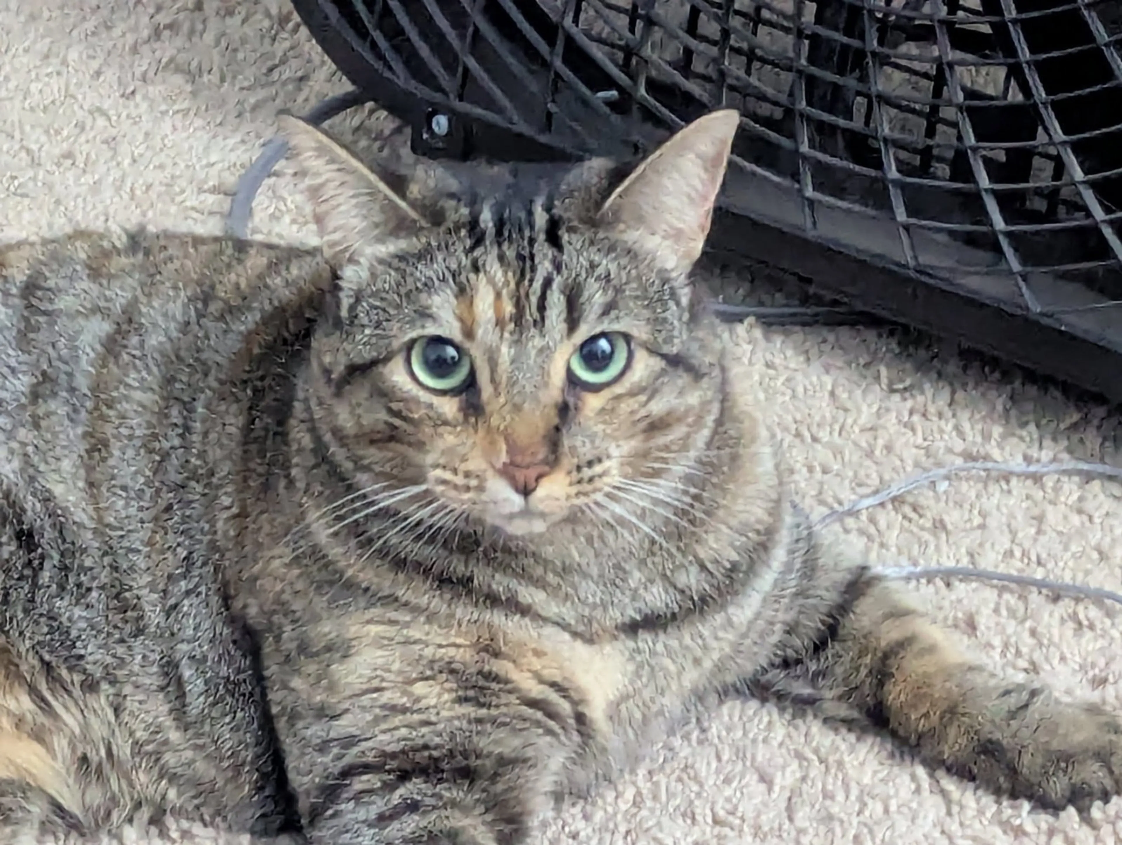 Found pet-2