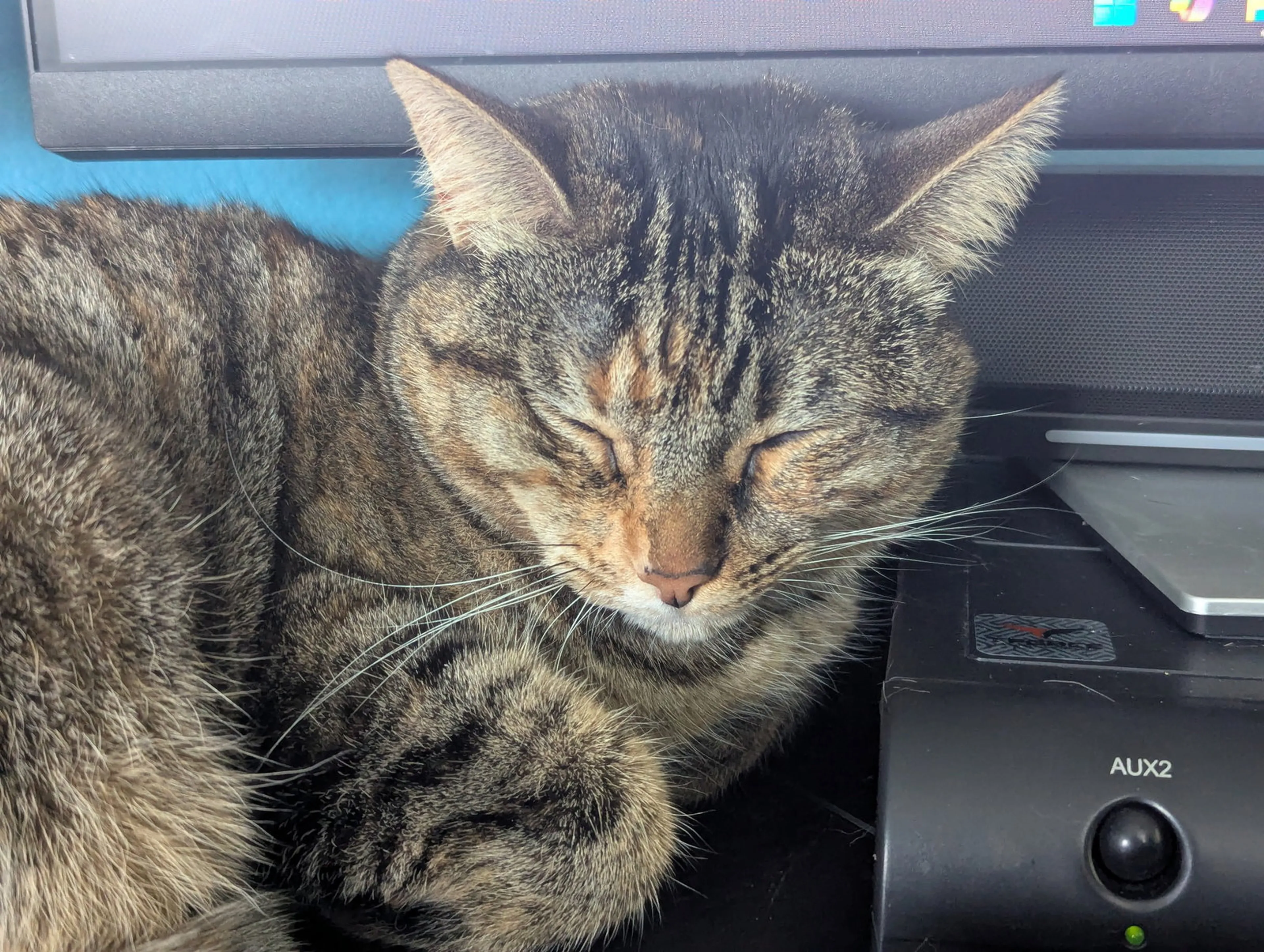 Found pet-1