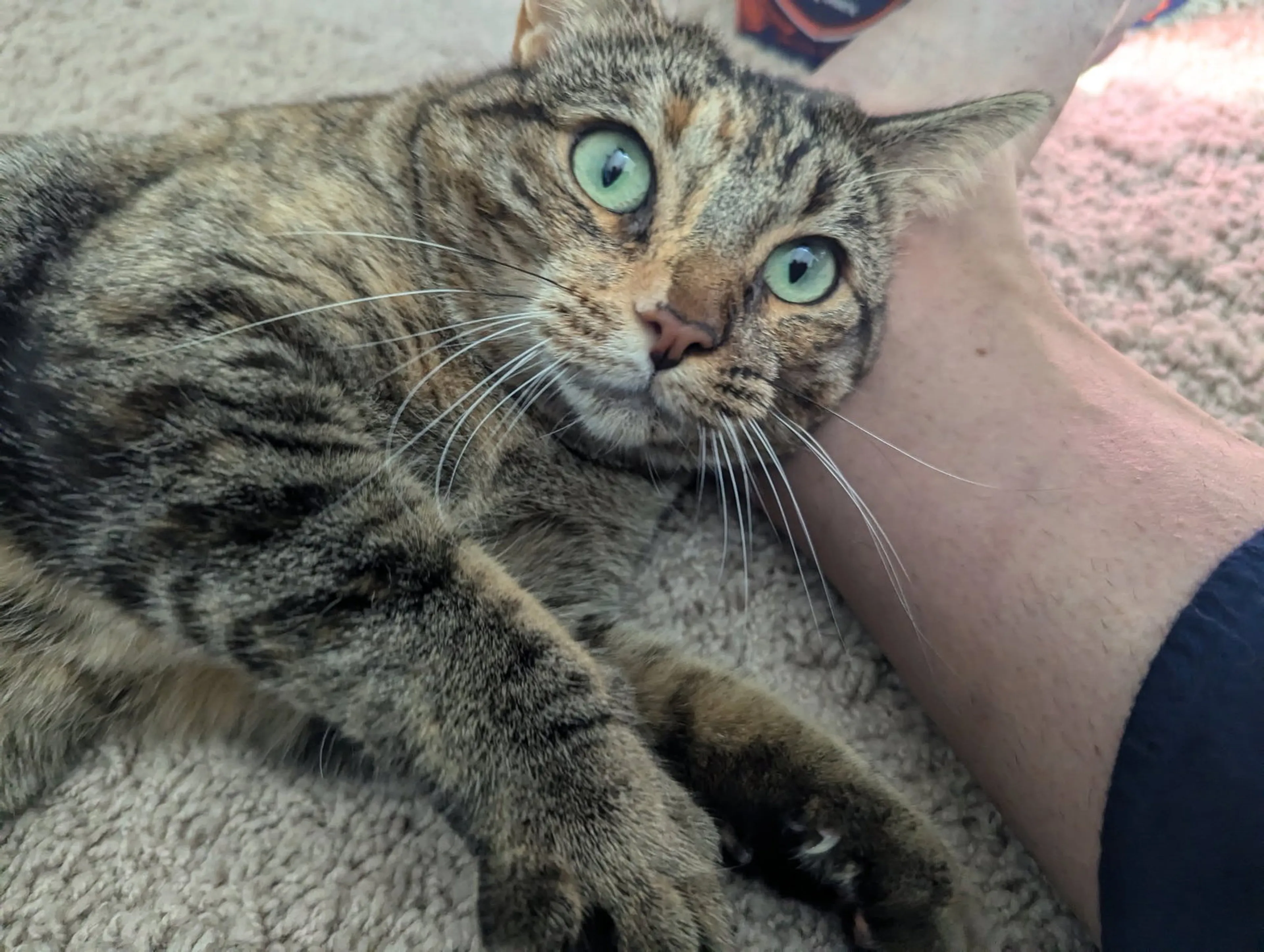Found pet-3