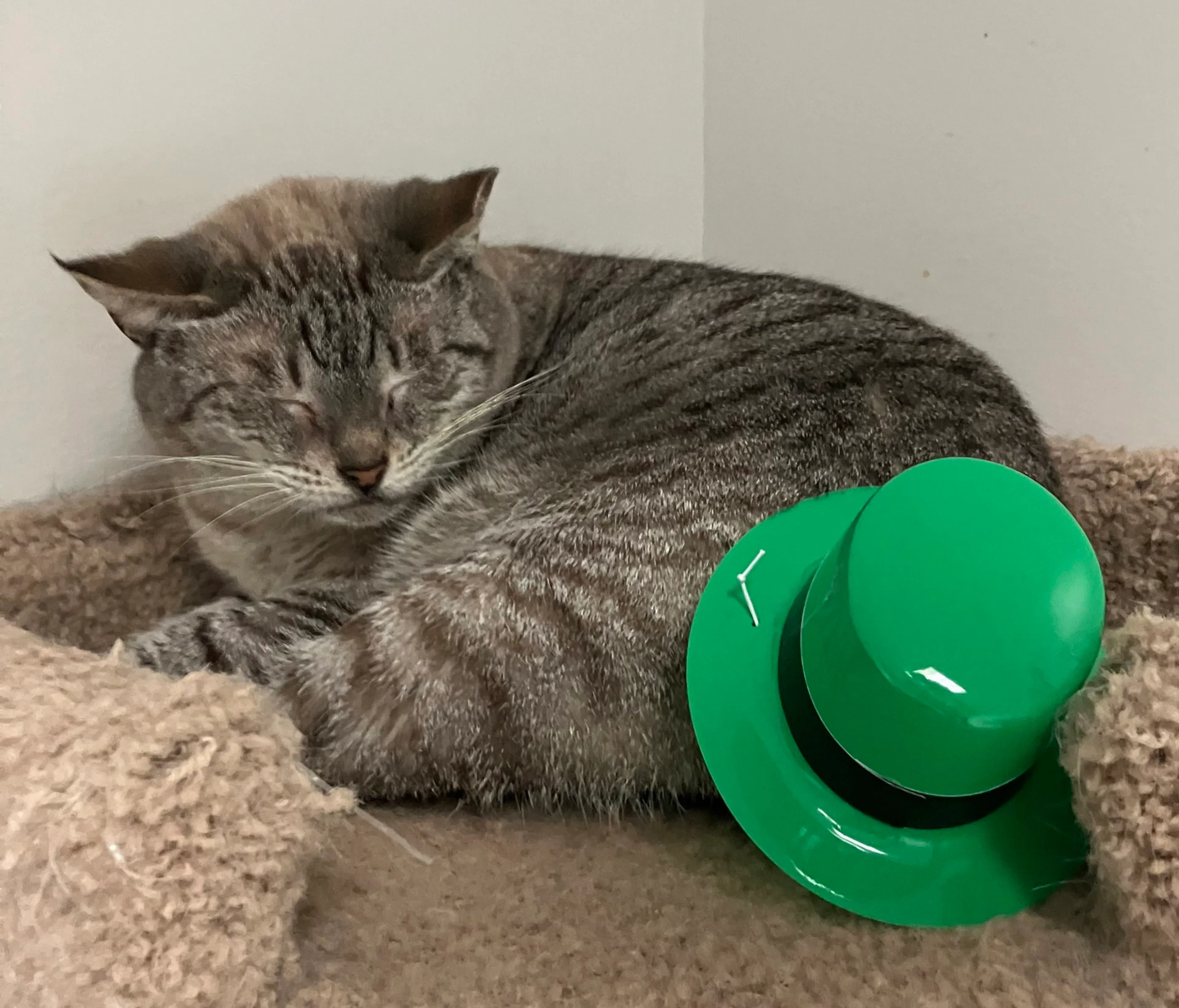 Found pet-2