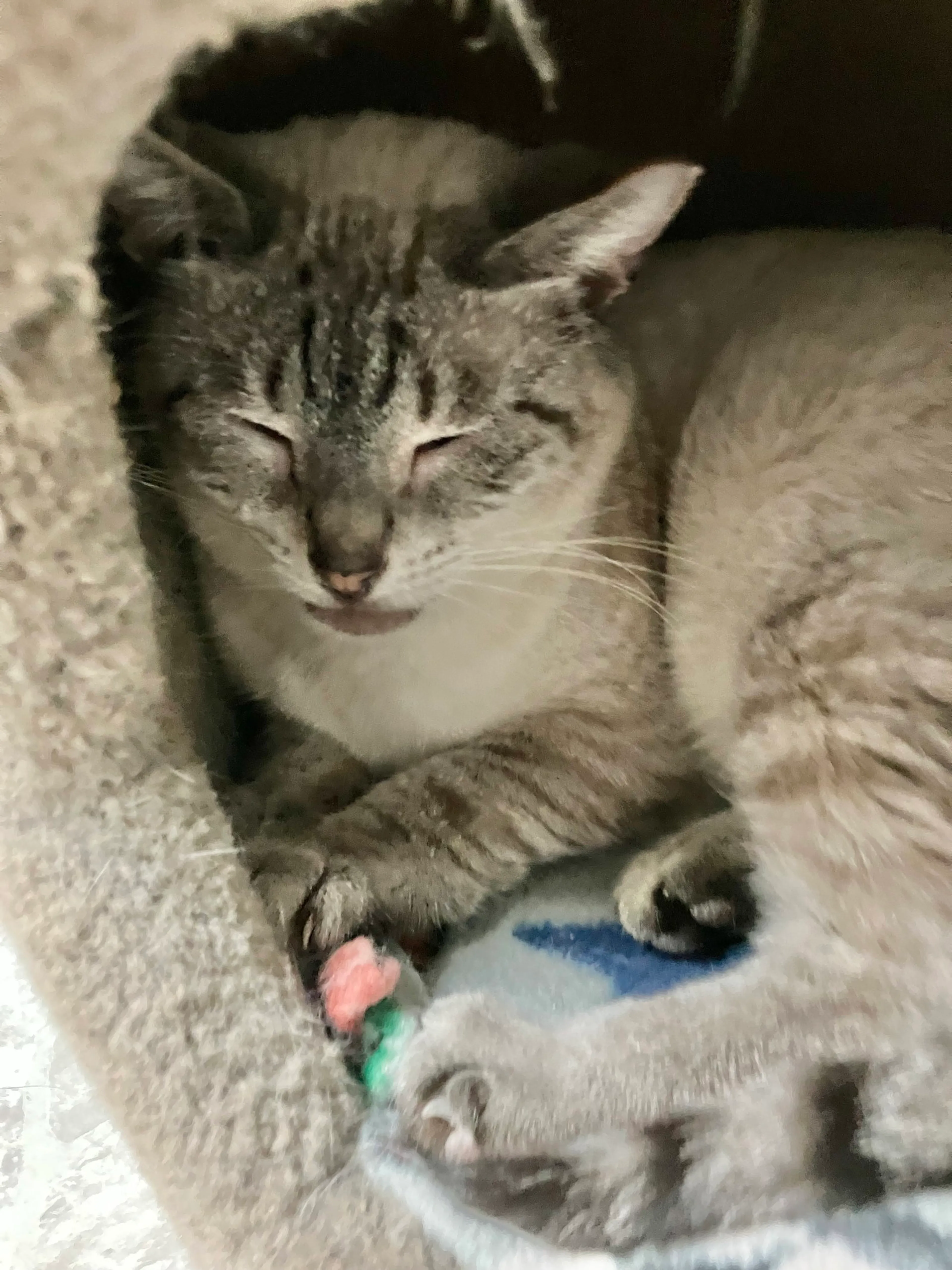 Found pet-6
