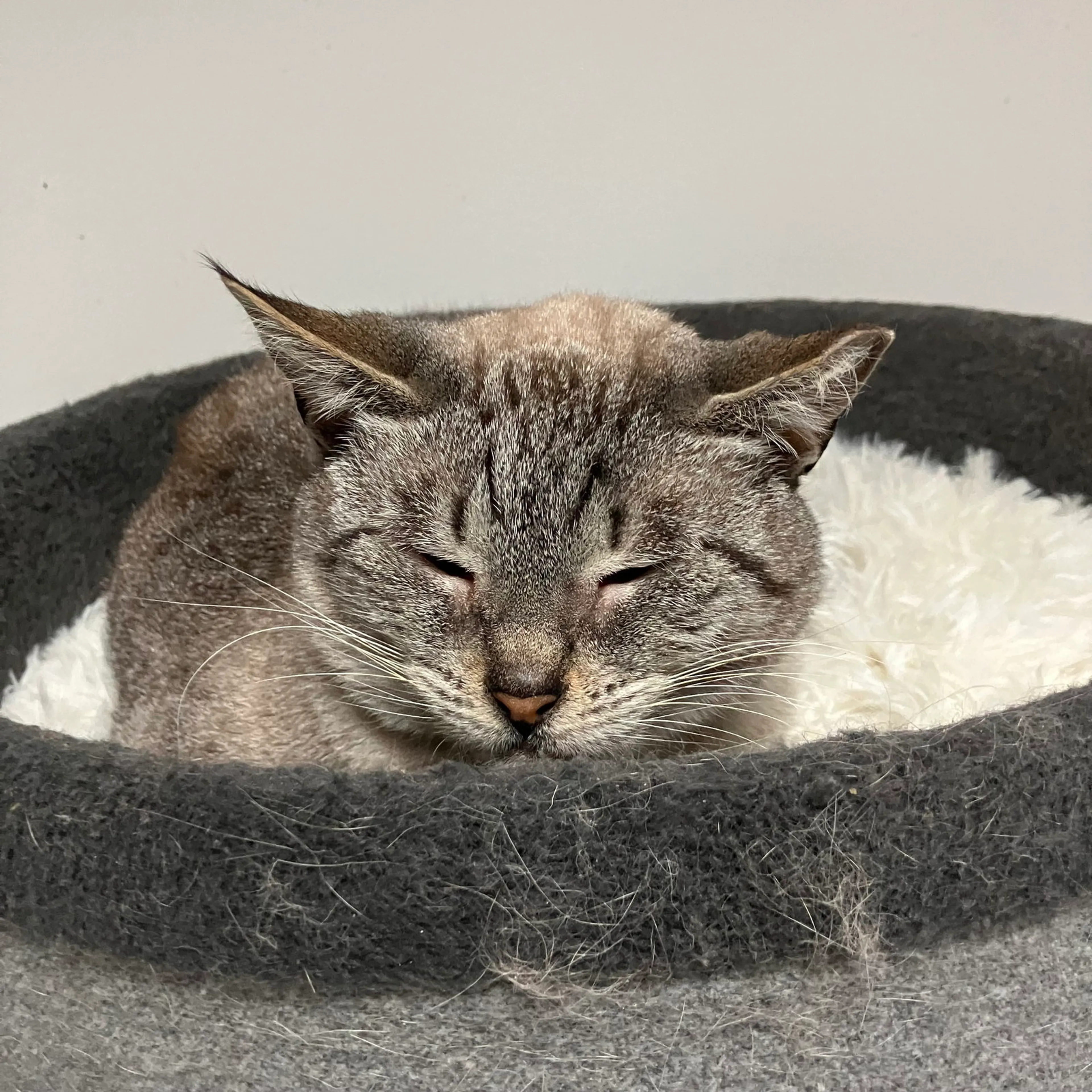 Found pet-1