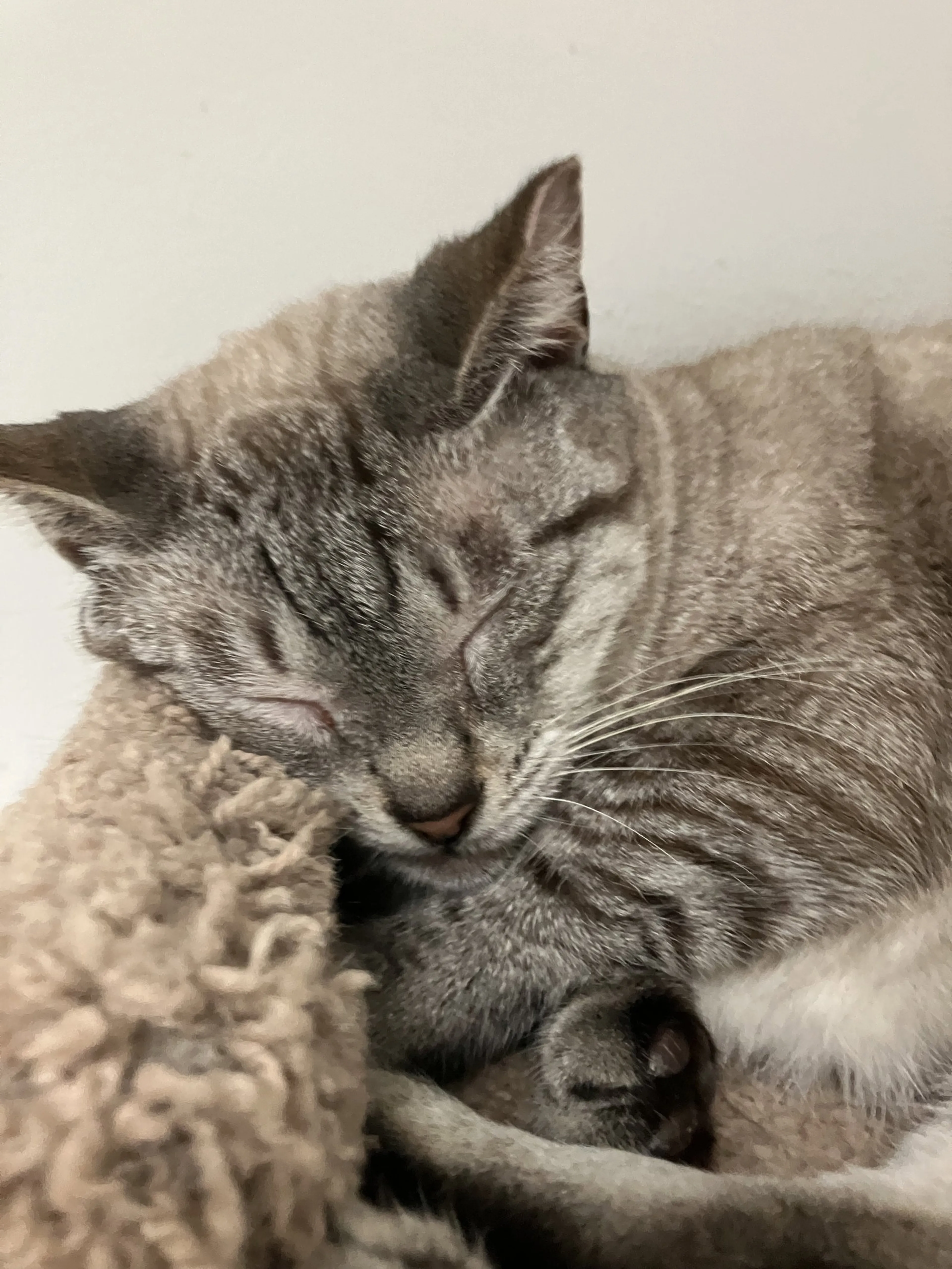 Found pet-3