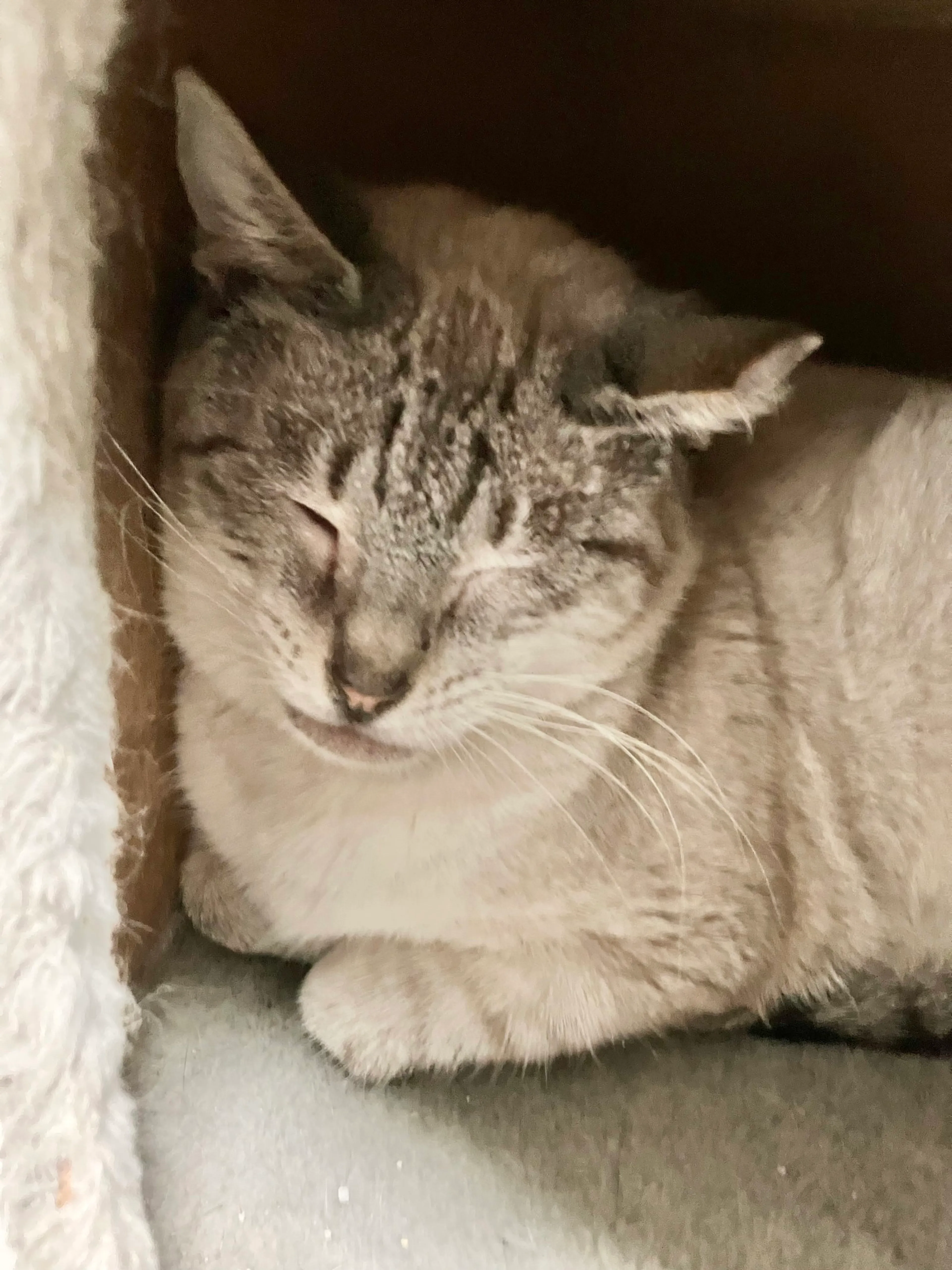 Found pet-5