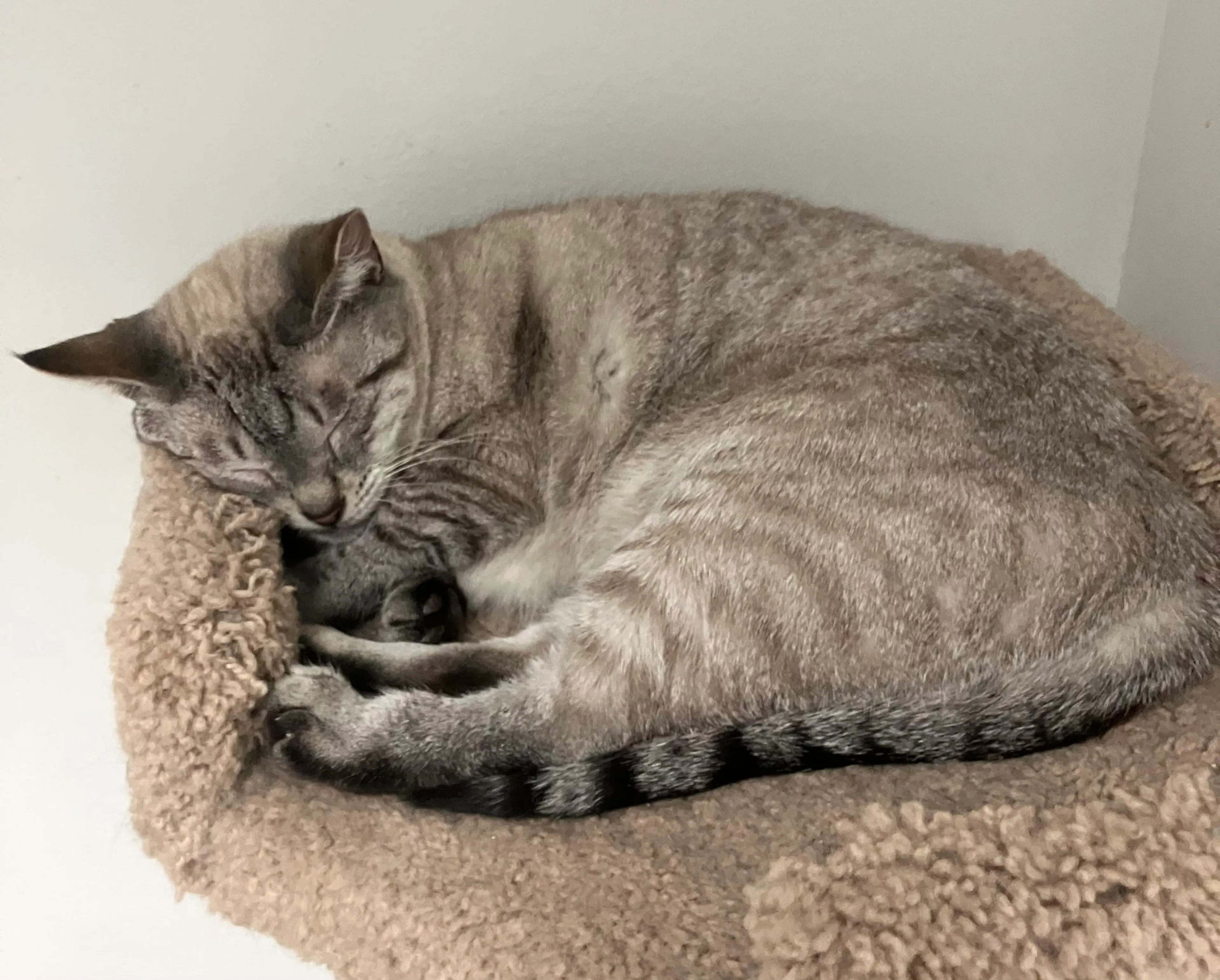 Found pet-4