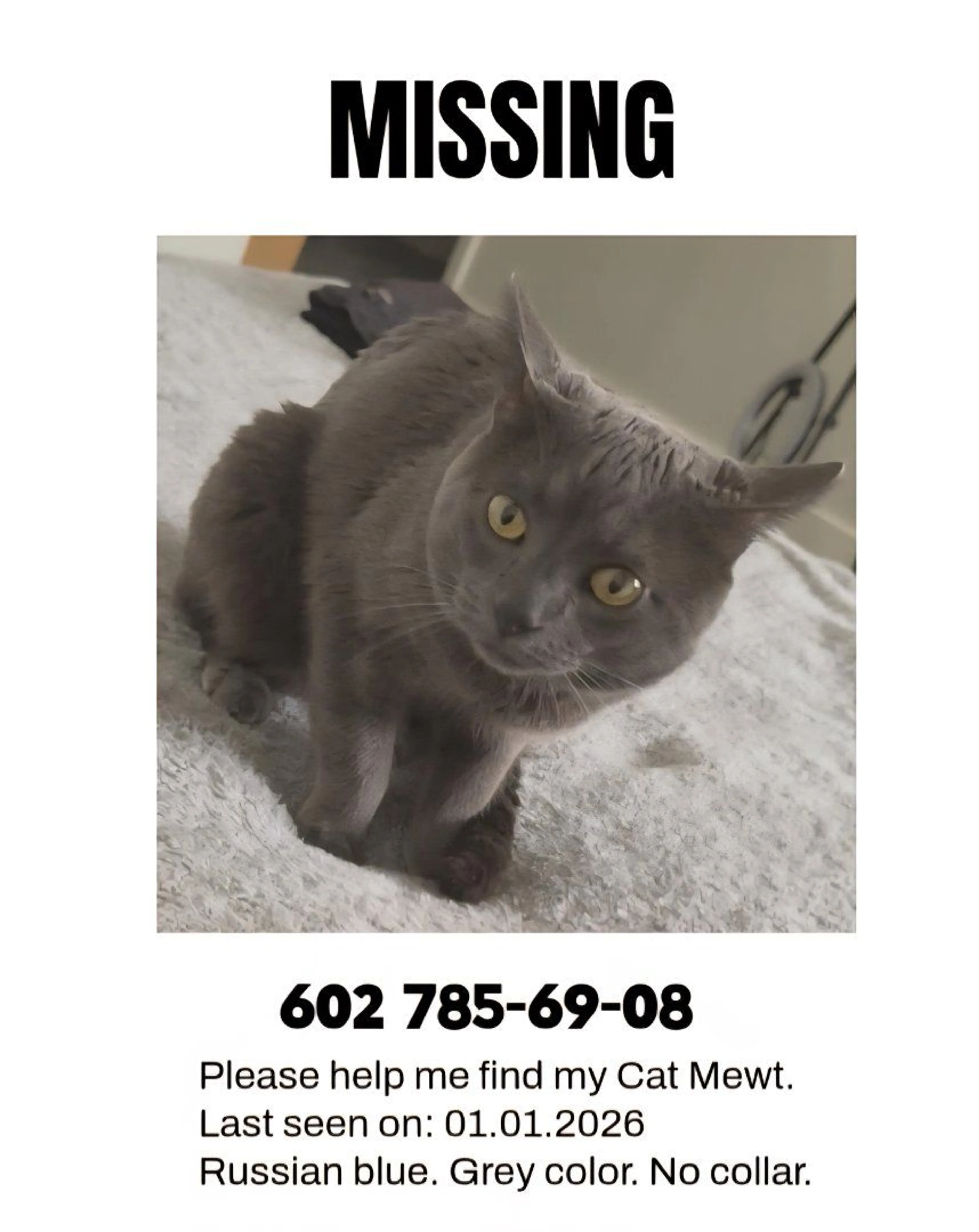 Lost pet