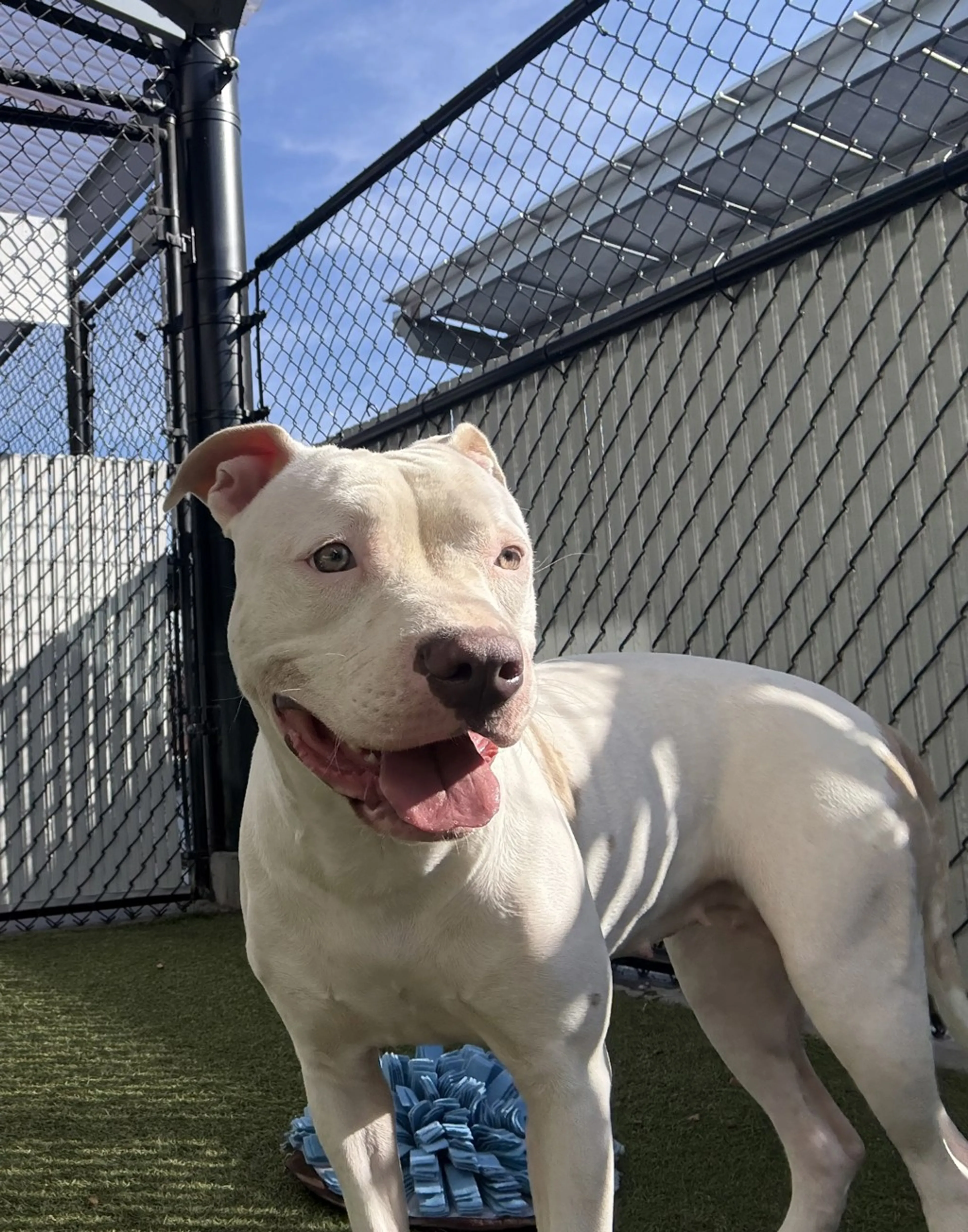 Found pet-24